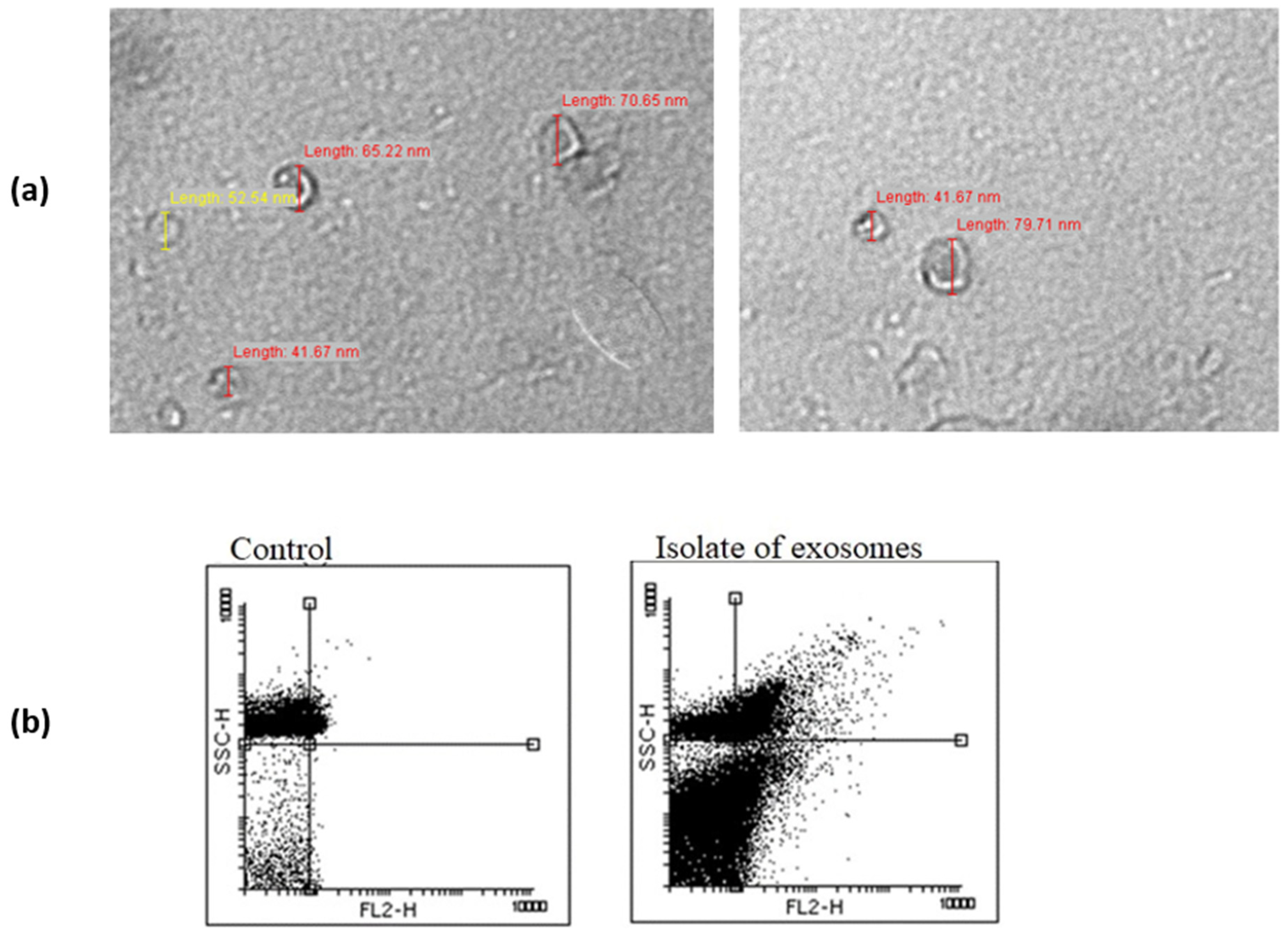Genes 13 02320 g001 Genes 13 02320 g001