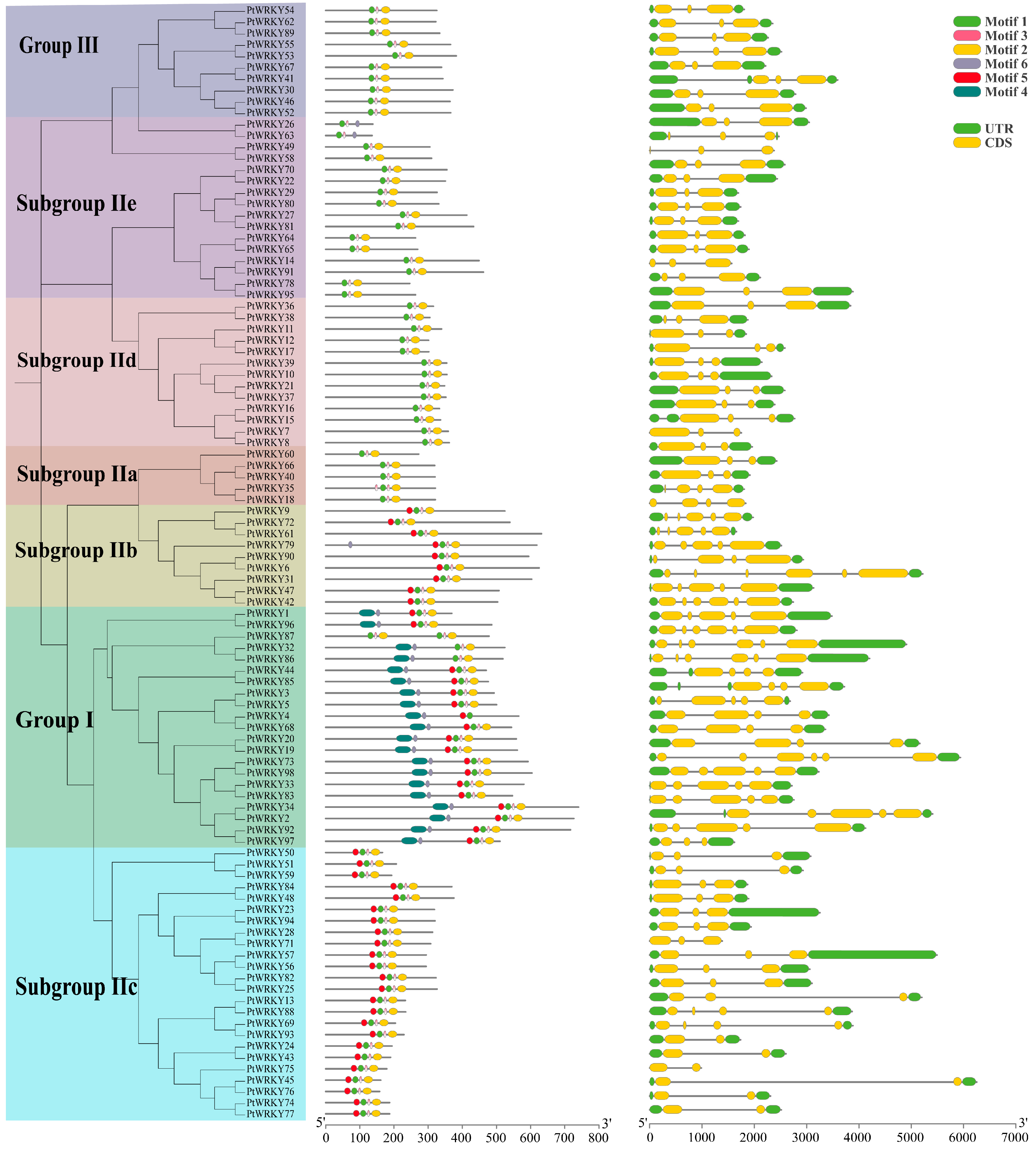 Genes 13 02324 g001 Genes 13 02324 g001