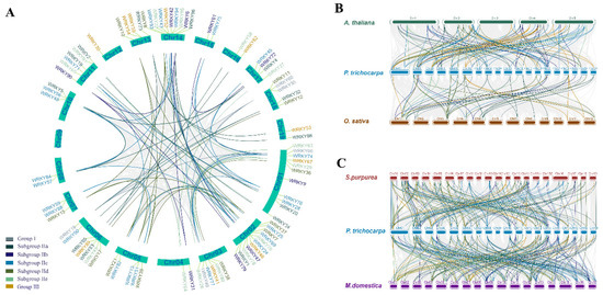 Genome-Wide Identification of WRKY Family Genes and the Expression ...