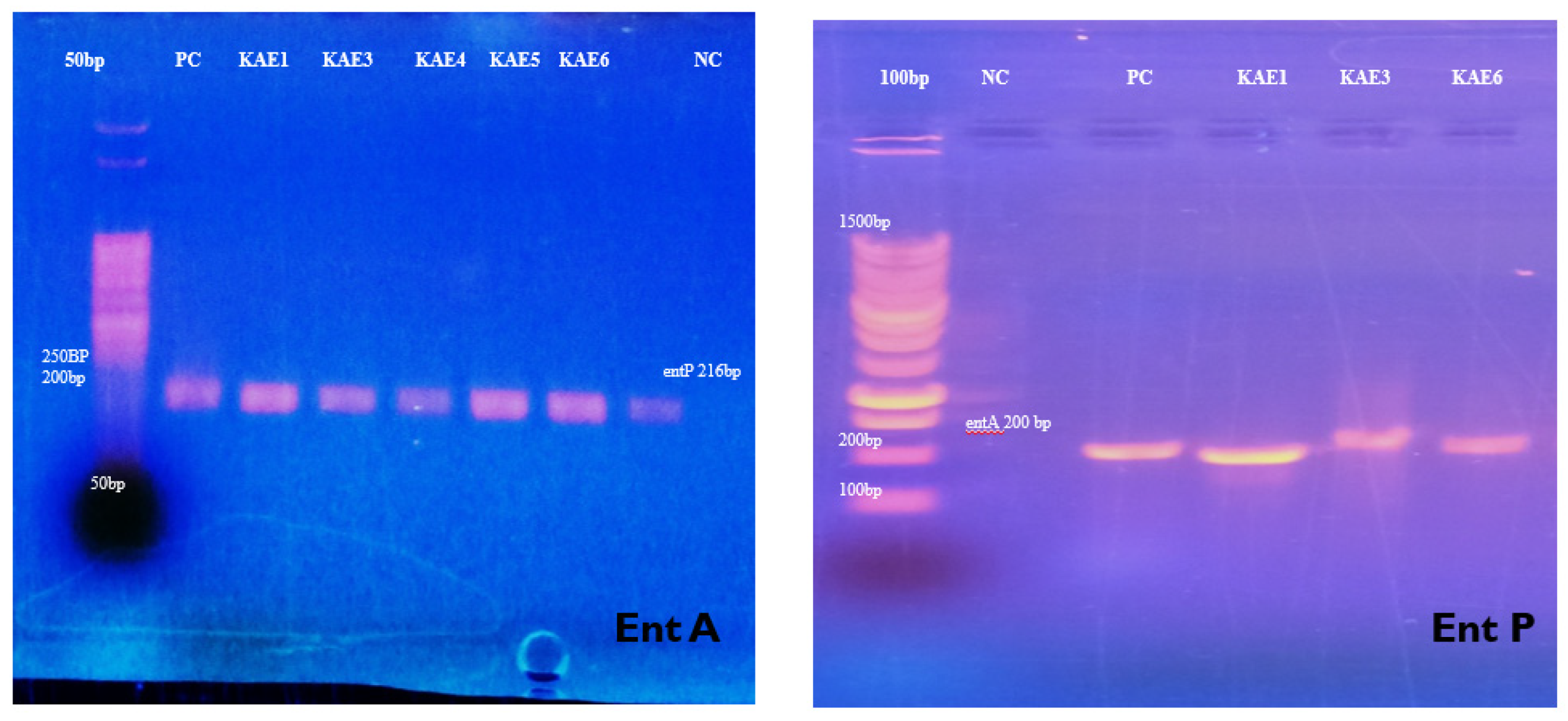 Genes 13 02333 g003