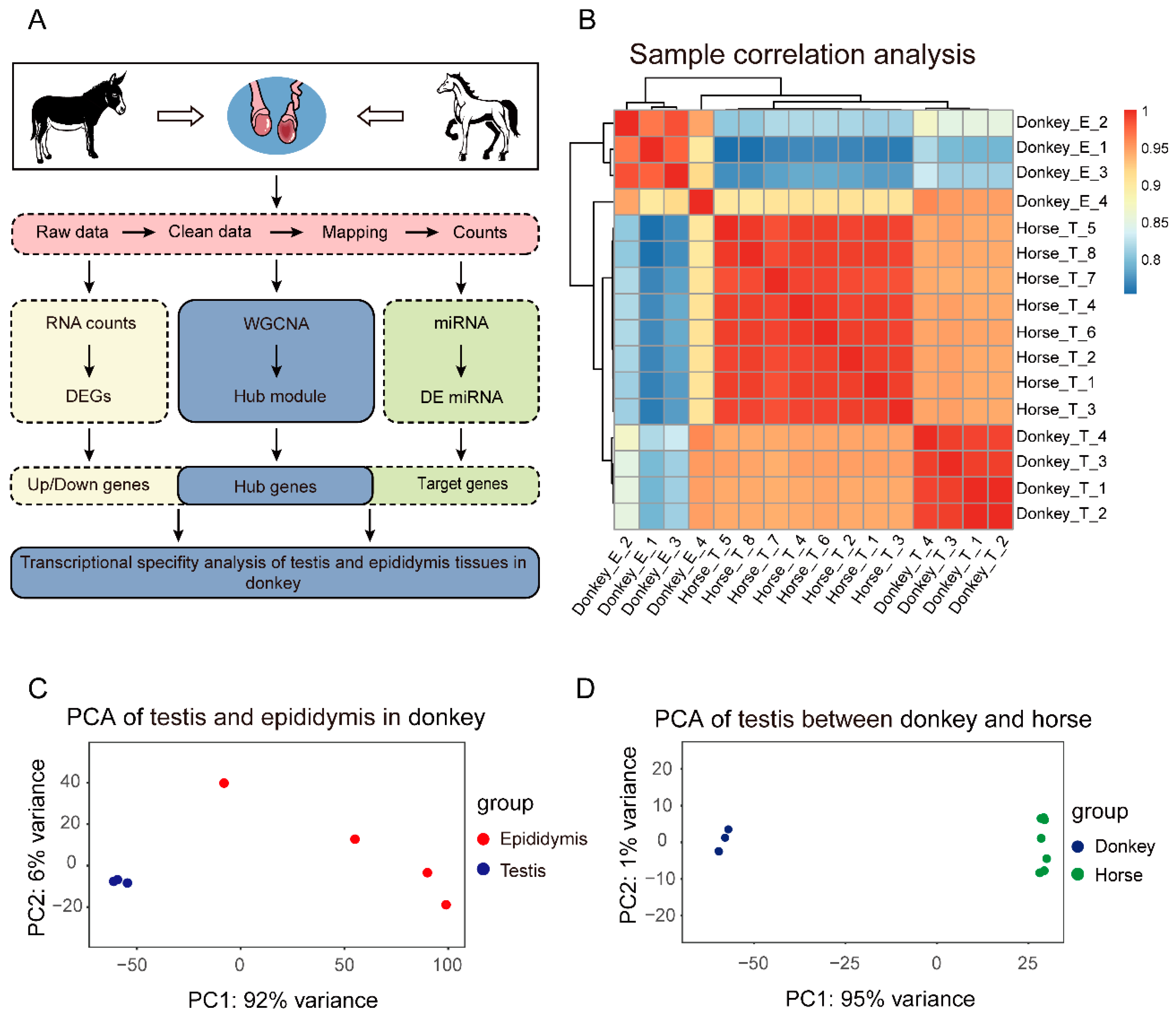 The Genetics Of Giant Mules: Horse & Donkey Breeding Explained - atojv7c