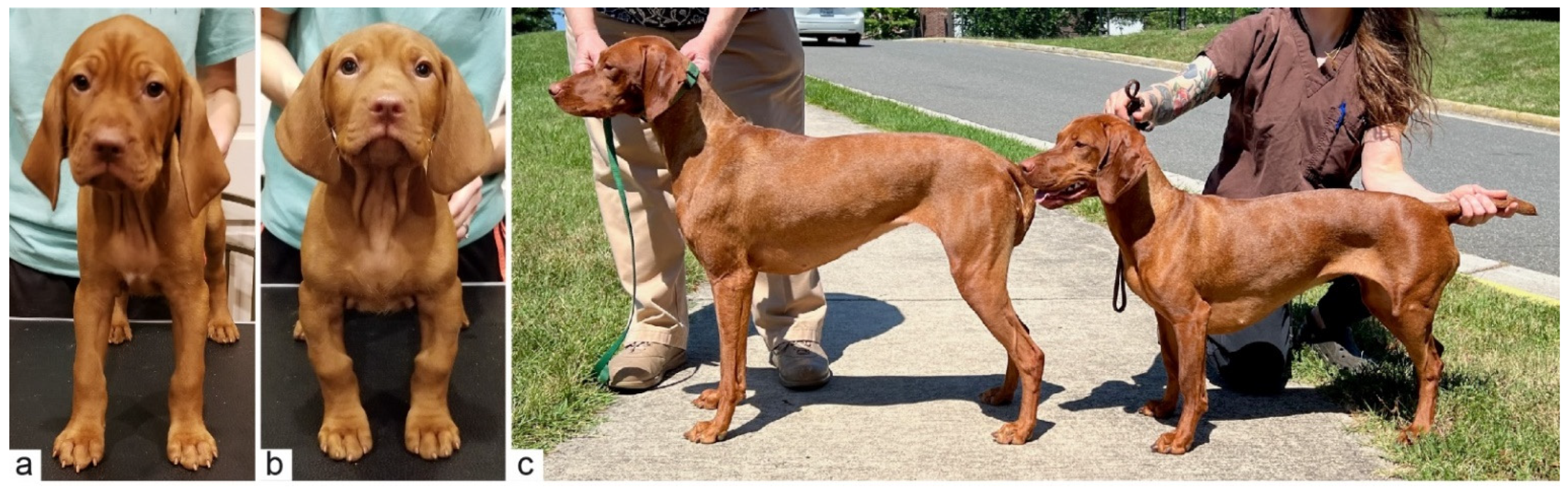 Dwarf vizsla 2025