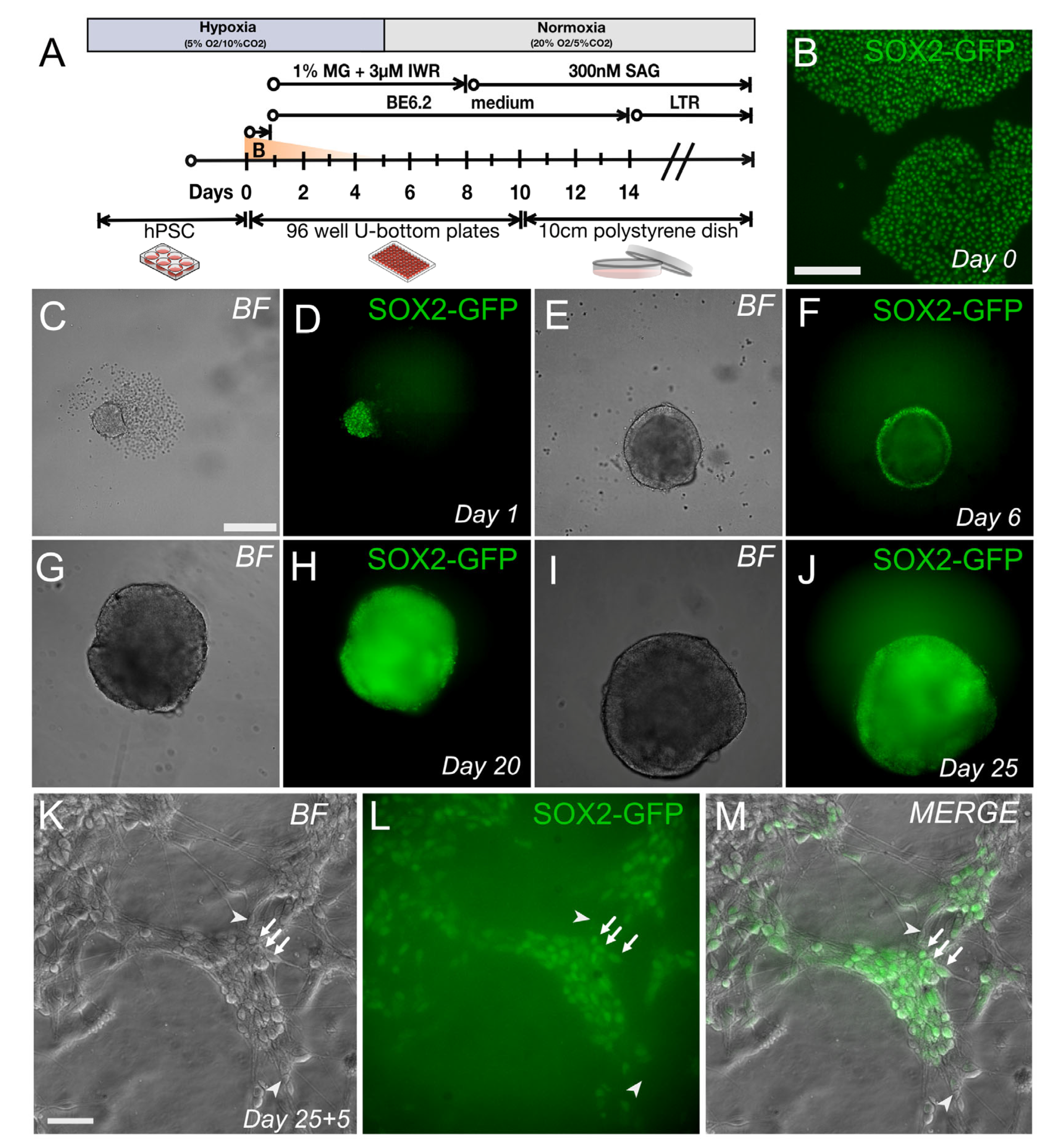 Genes 13 02363 g004