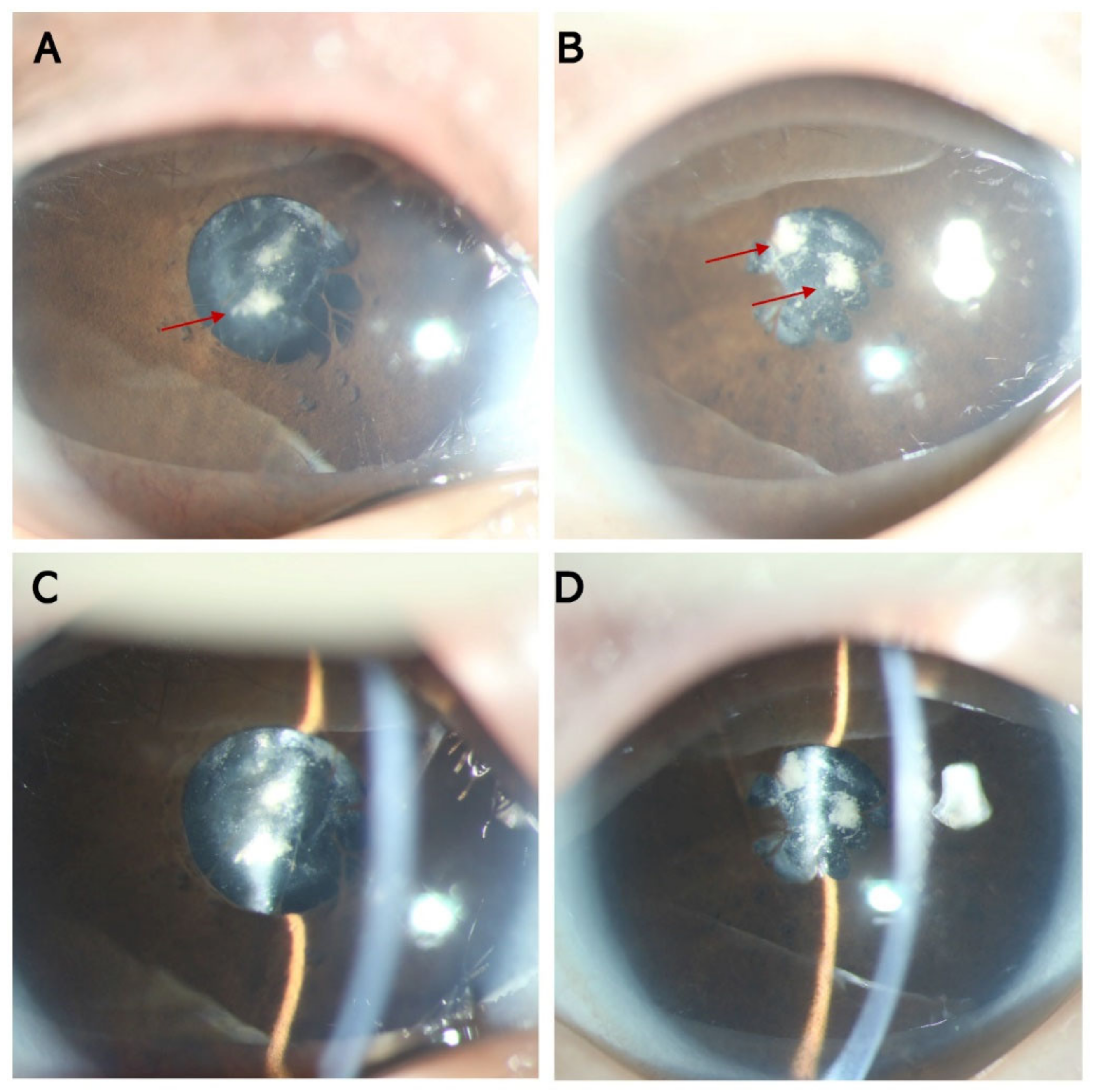 Genes 13 02364 g001 Genes 13 02364 g001