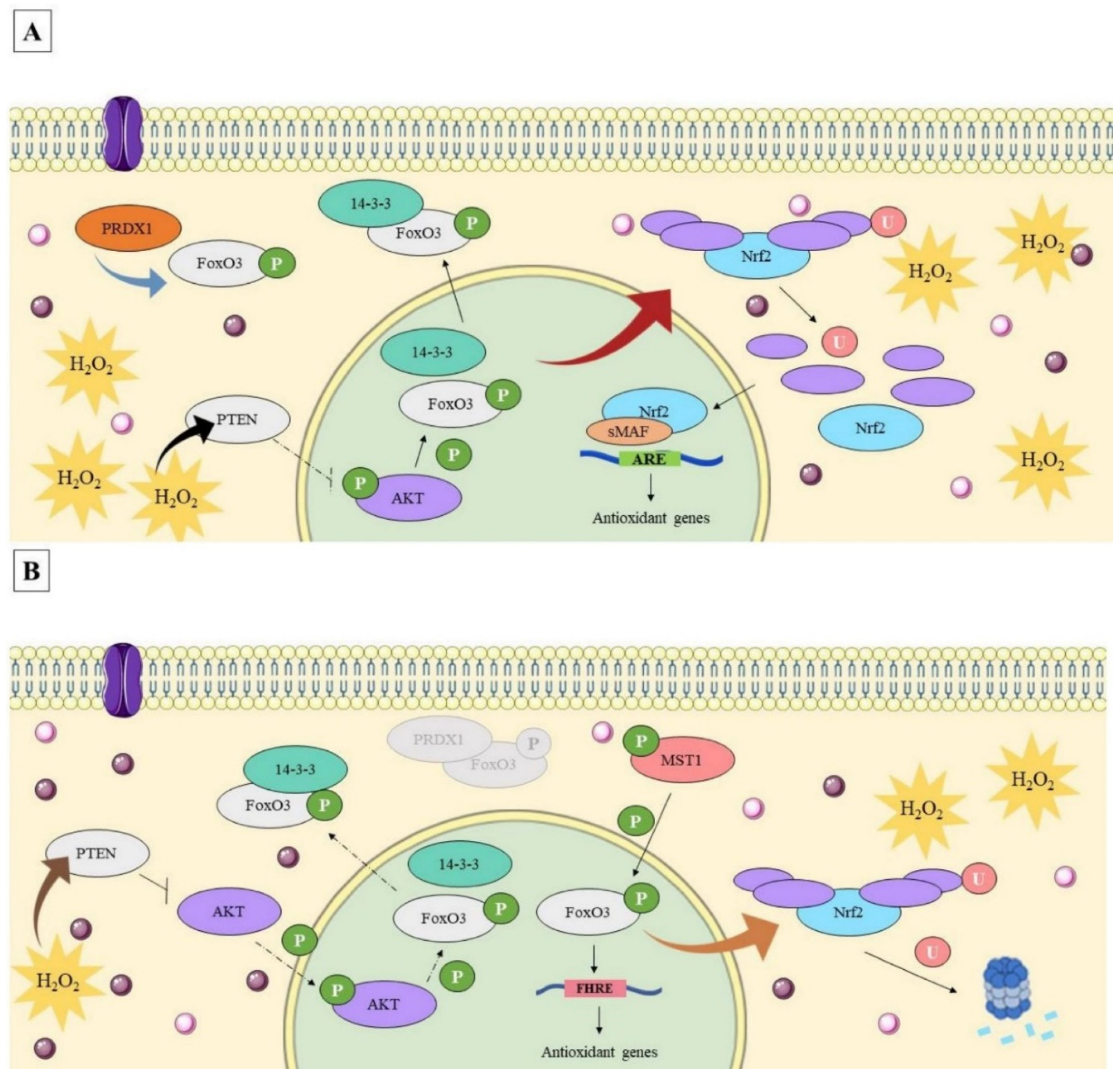 Genes 13 02368 g012 Genes 13 02368 g012