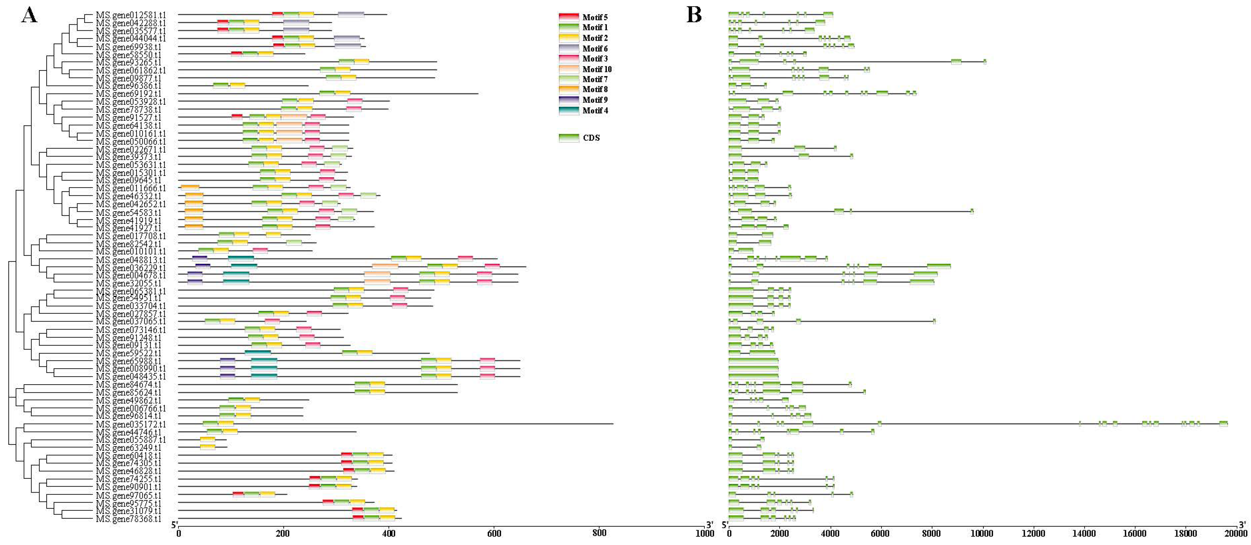 Genes 13 02371 g003 Genes 13 02371 g003
