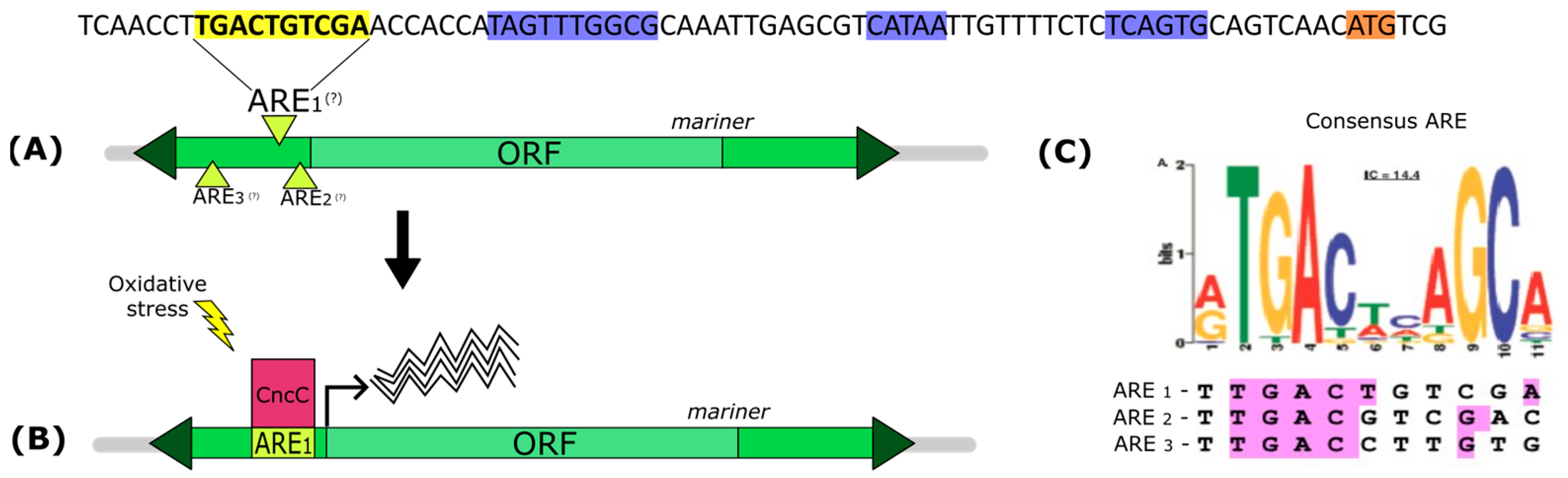 Genes 13 02374 g005 Genes 13 02374 g005
