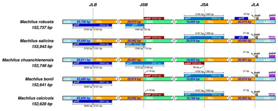 The Complete Chloroplast Genome Sequence of Machilus
