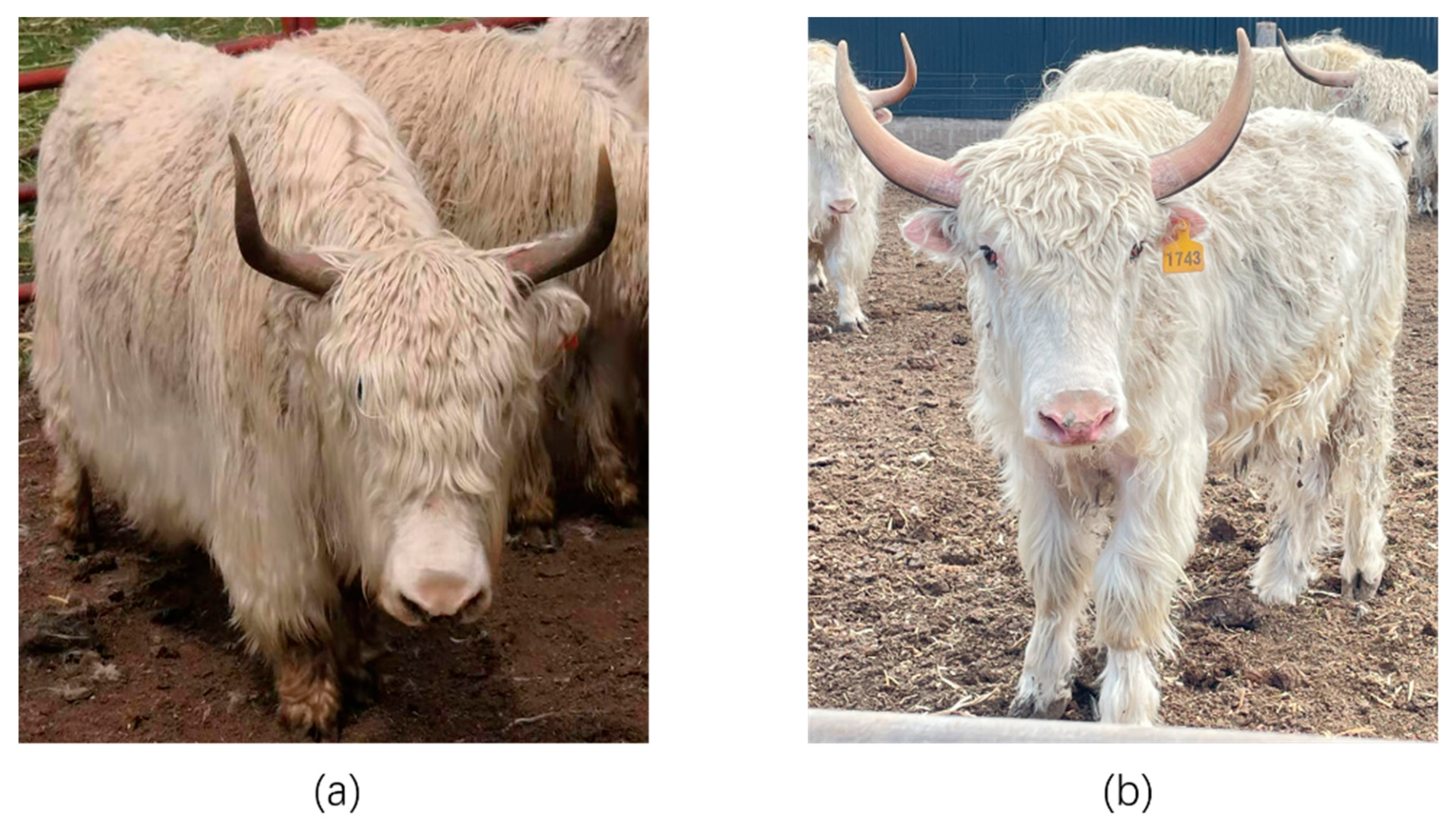 Genes 13 02405 g001 Genes 13 02405 g001