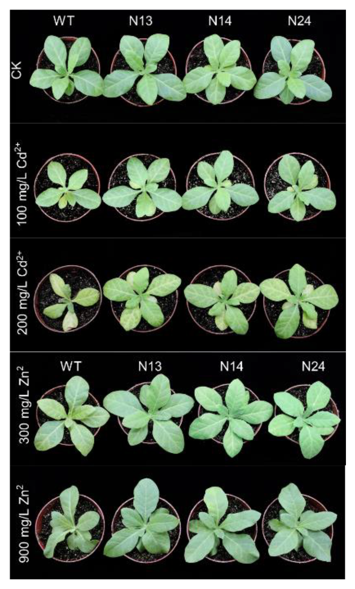 Genes 13 02413 g002 Genes 13 02413 g002