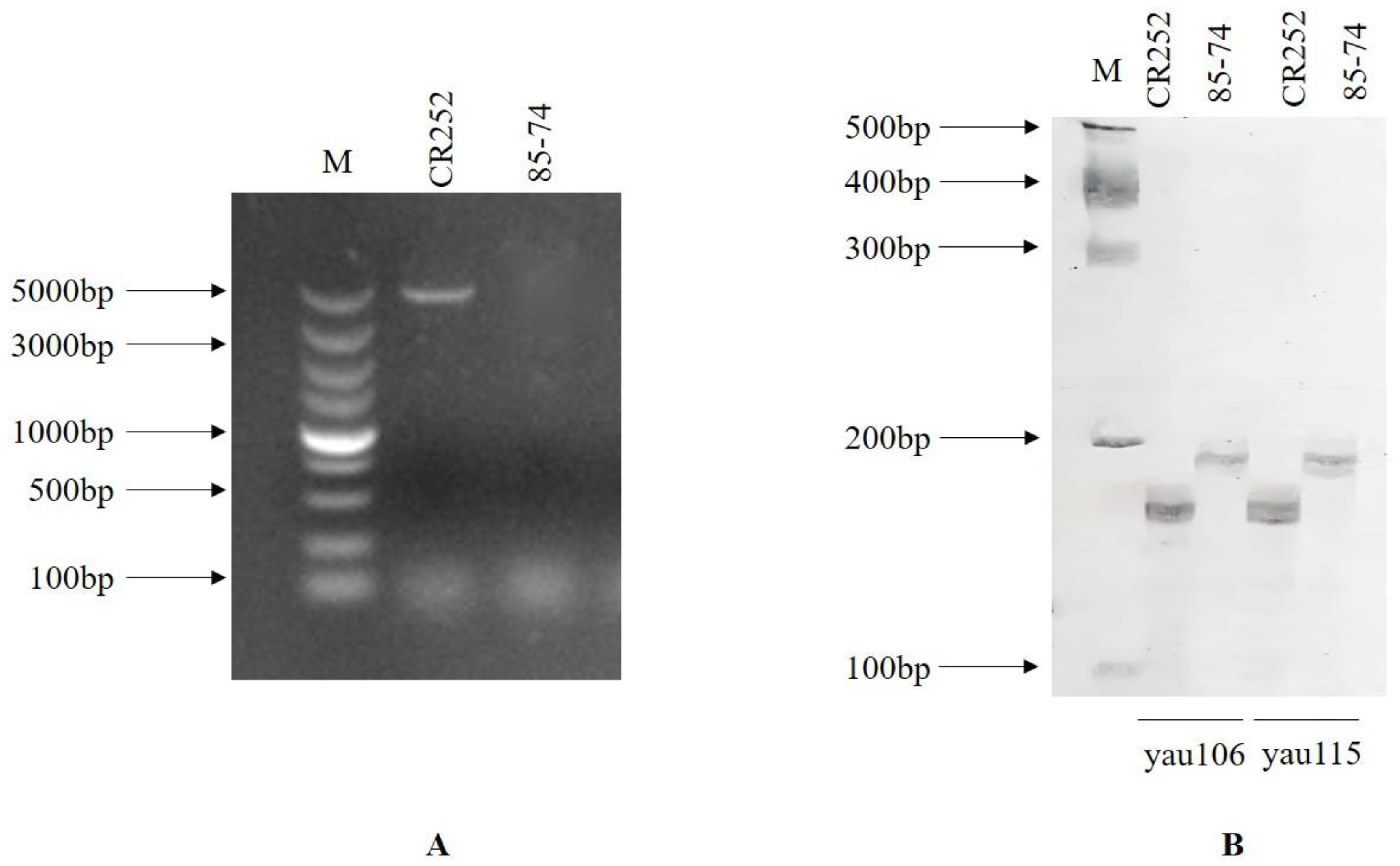Genes 13 02414 g003 Genes 13 02414 g003