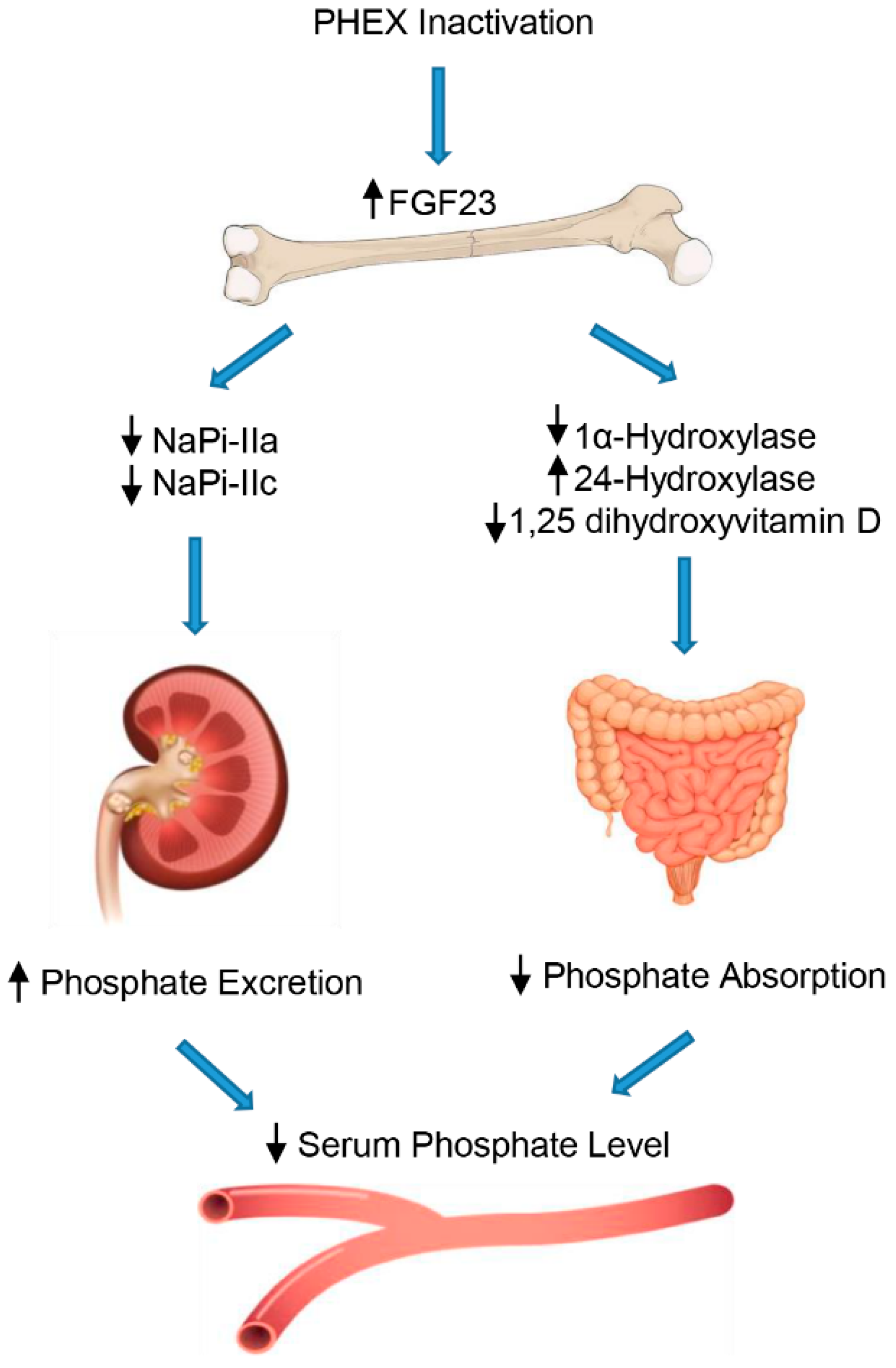 Genes 13 02415 g001 Genes 13 02415 g001
