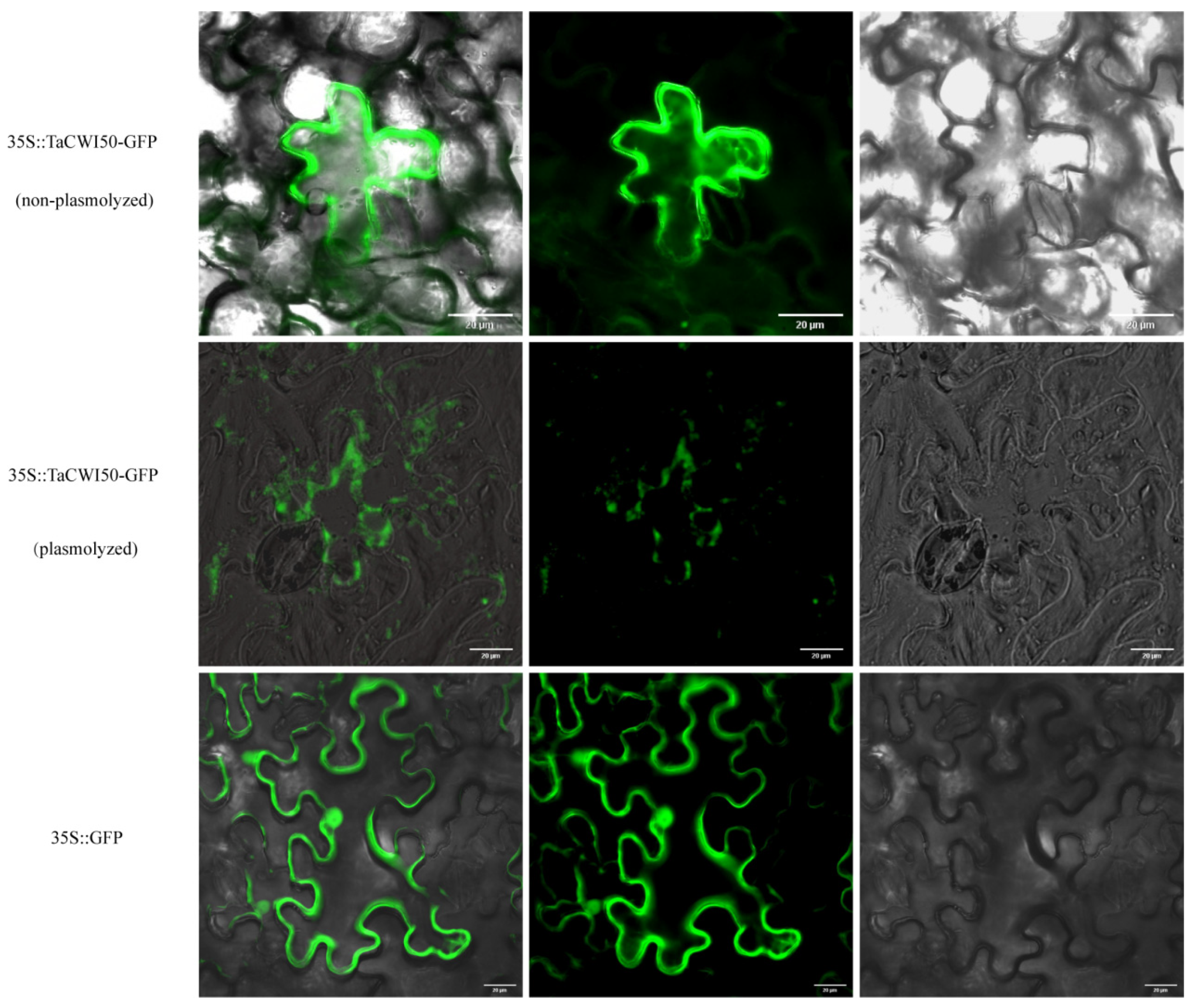 Genes 14 00041 g009 Genes 14 00041 g009