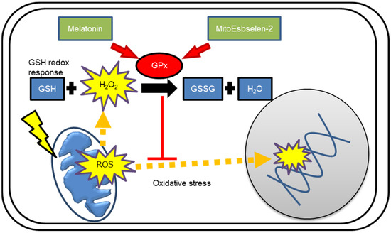 melatonin glutathione peroxidase and MitoEbselen-2 Are Radioprotective Agents to Mitochondria Melatonin ameliorates the drug induced