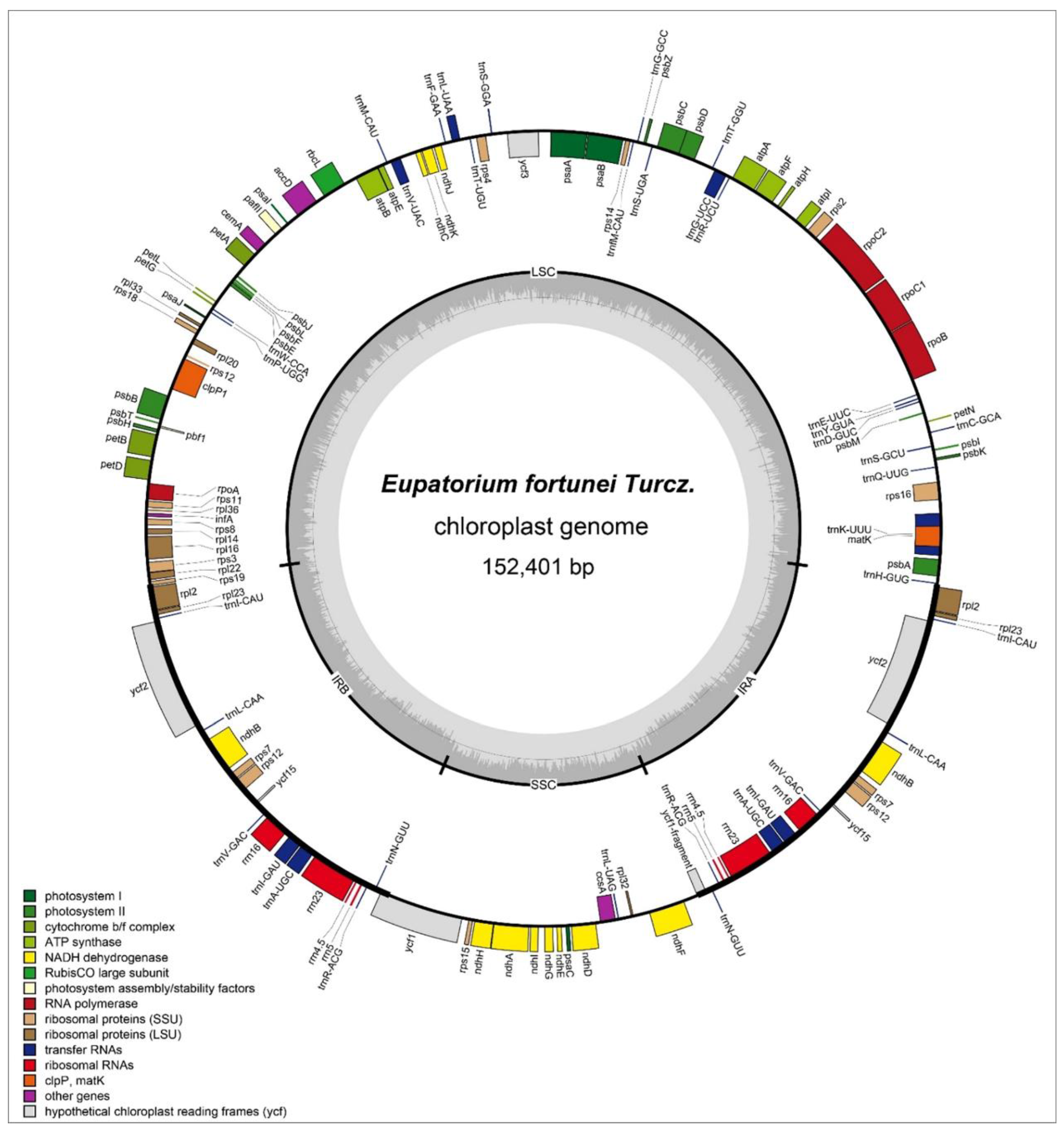 The Complete Chloroplast Genome Sequence of Eupatorium fortunei: Genome Organization and Comparison with Related Species The Complete Chloroplast Genome Sequence of Eupatorium fortunei: Genome Organization and Comparison with Related Species