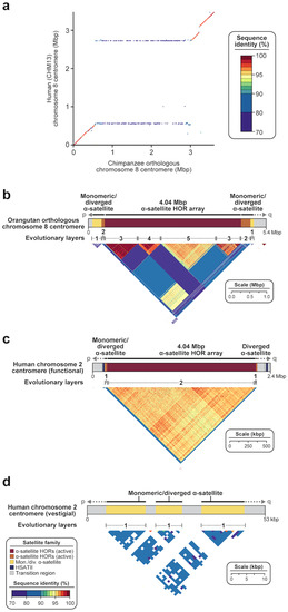 The Dynamic Structure and Rapid Evolution of Human Centromeric ...