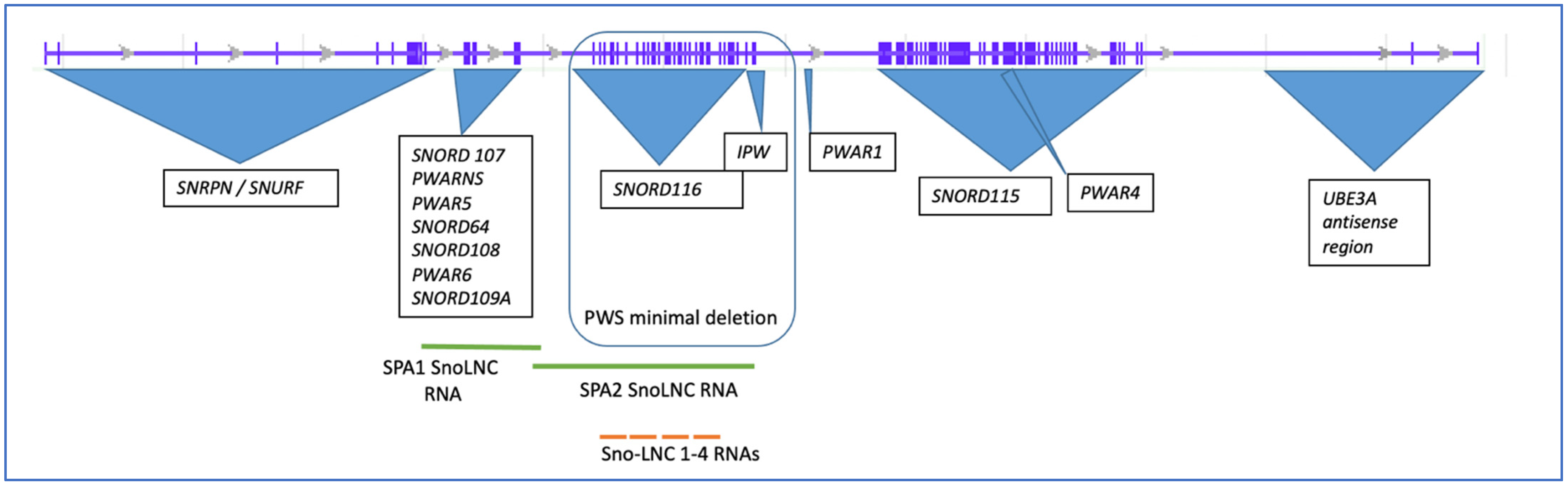 Genes 14 00097 g001