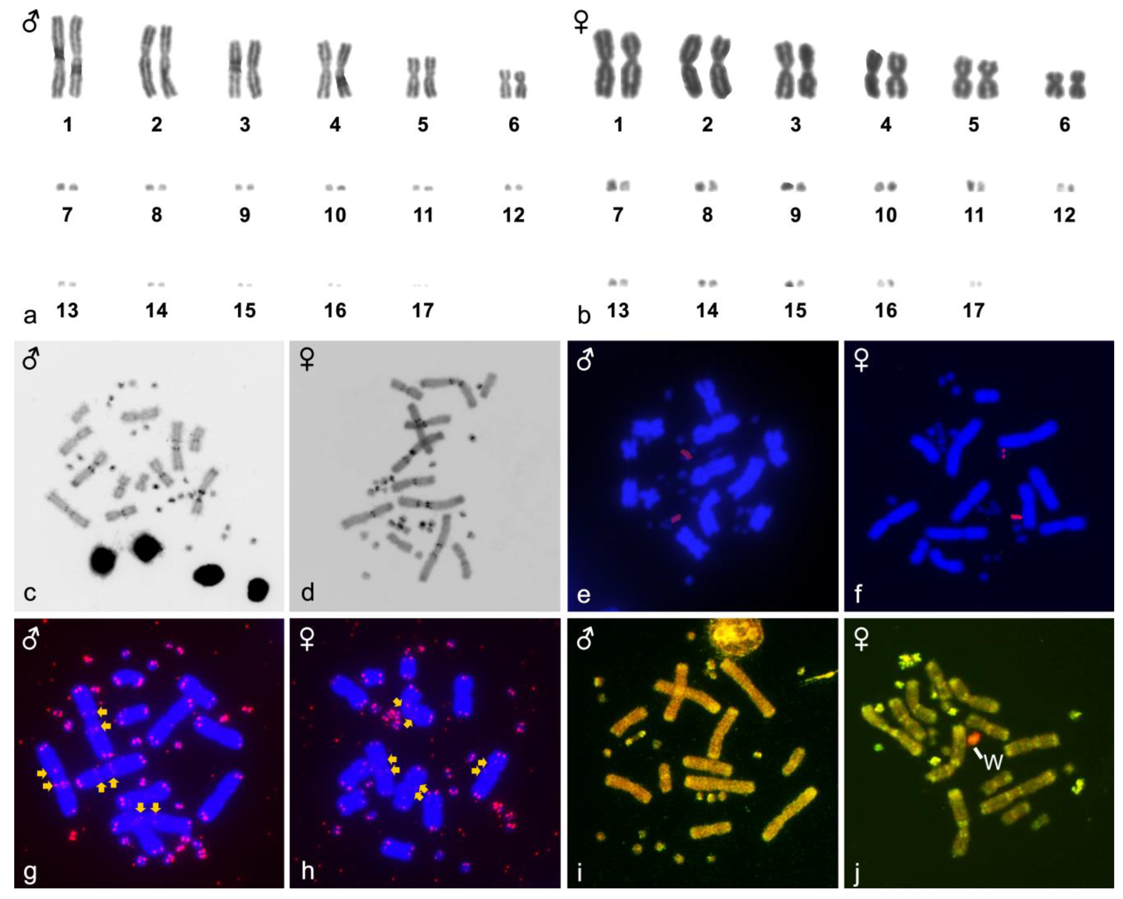 ZZ/ZW Sex Determination with Multiple Neo-Sex Chromosomes is