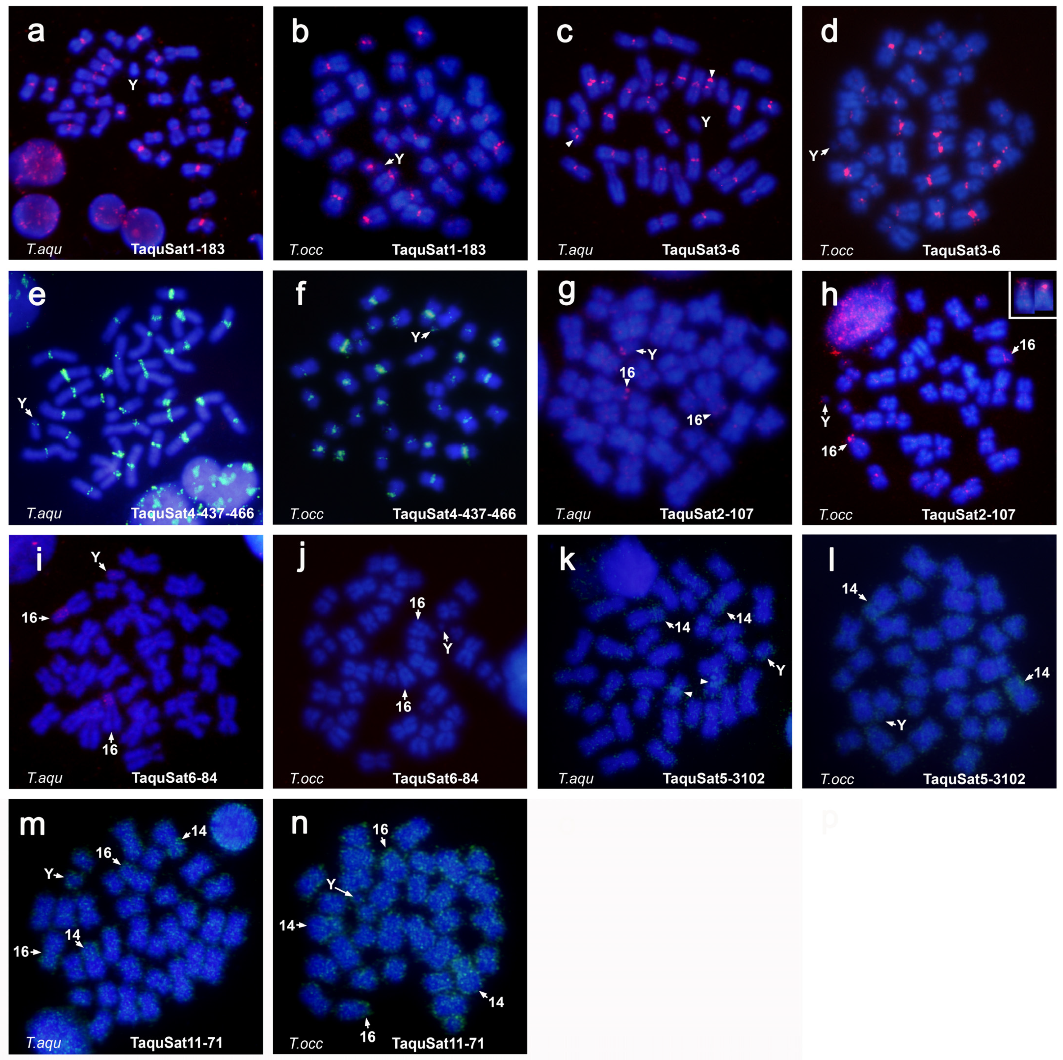 Genes 14 00117 g003 Genes 14 00117 g003