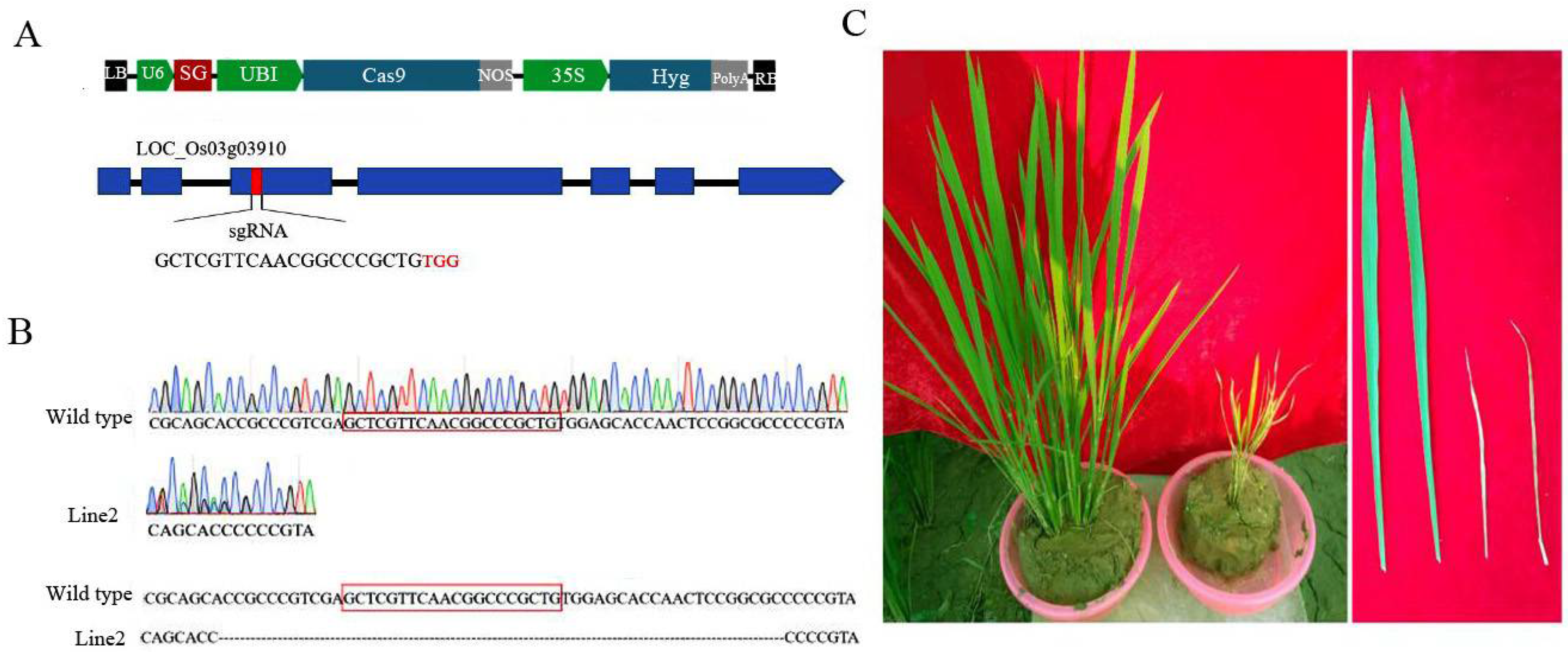Genes 14 00138 g006 Genes 14 00138 g006