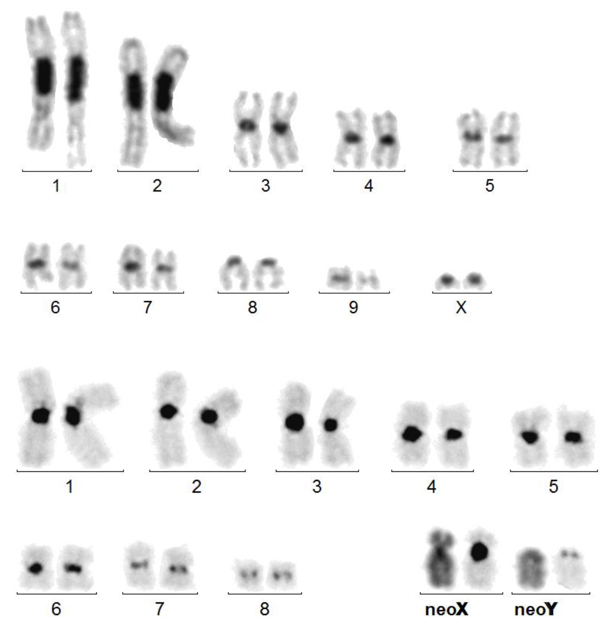 Genes Free FullText Why Are X Autosome Rearrangements so Frequent
