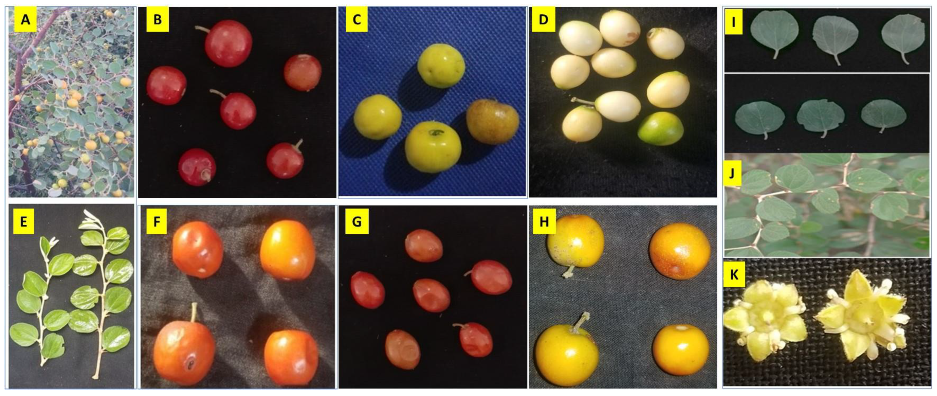 Genes 14 00155 g003 Genes 14 00155 g003