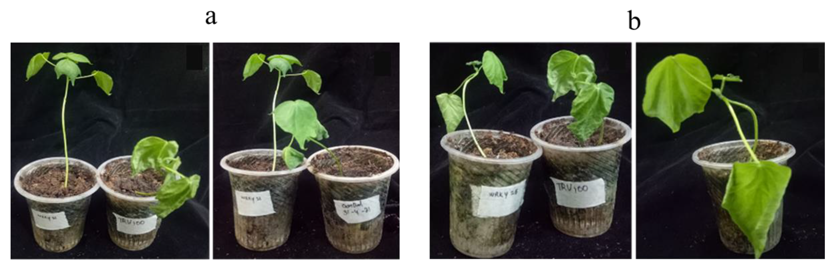 Genes 14 00171 g006 Genes 14 00171 g006