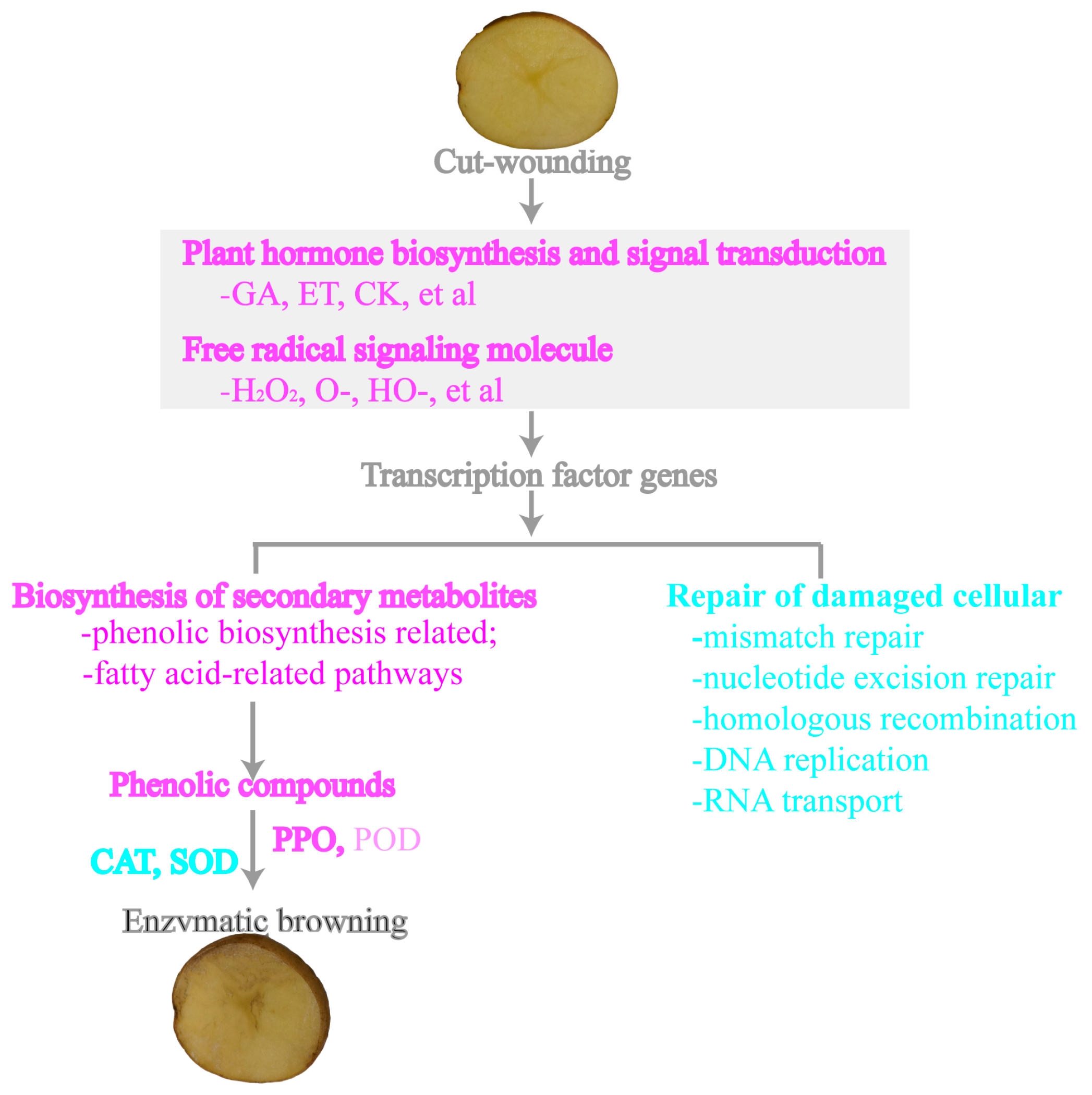 Genes 14 00181 g008 Genes 14 00181 g008