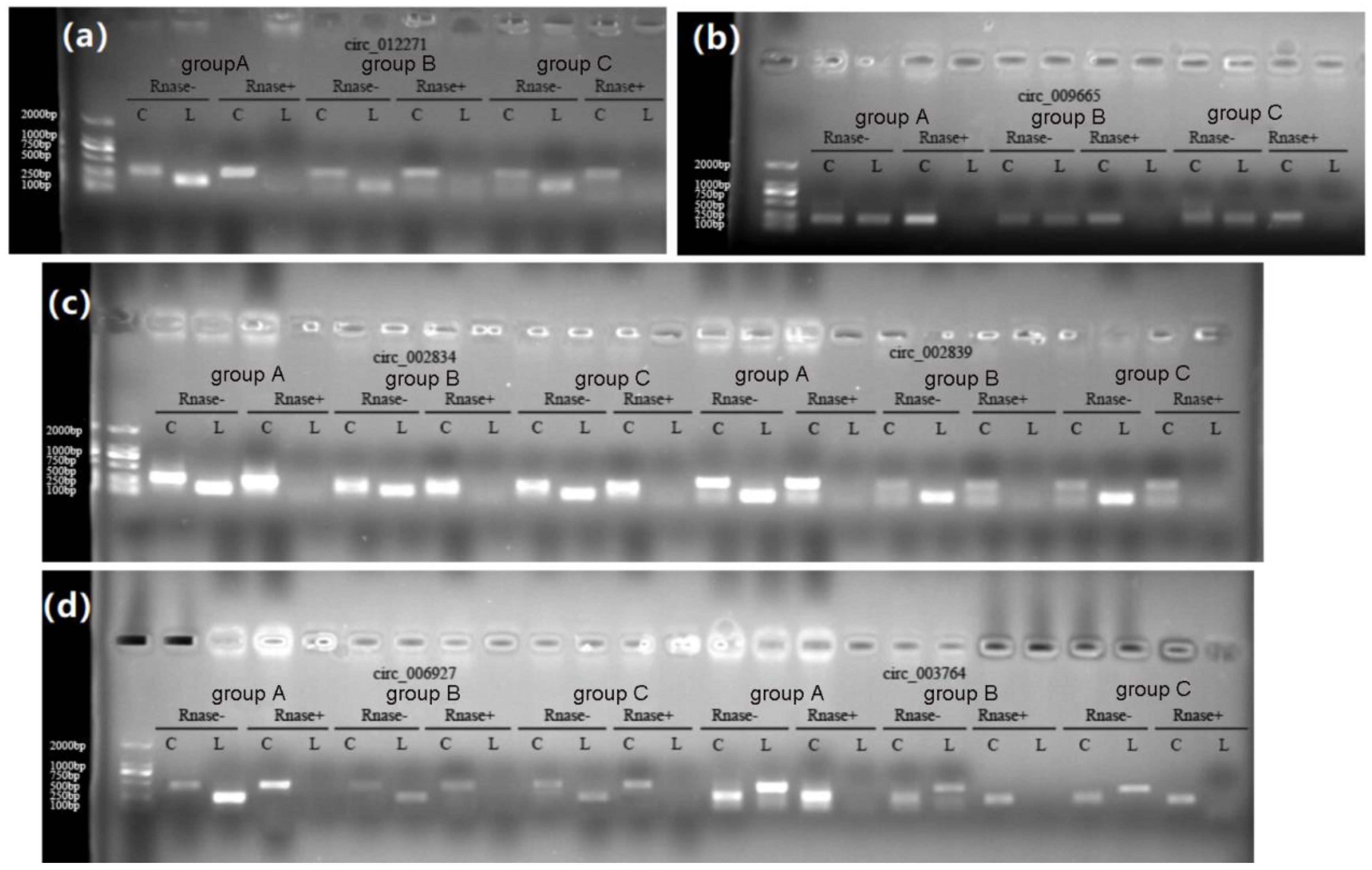 Genes 14 00187 g008 Genes 14 00187 g008