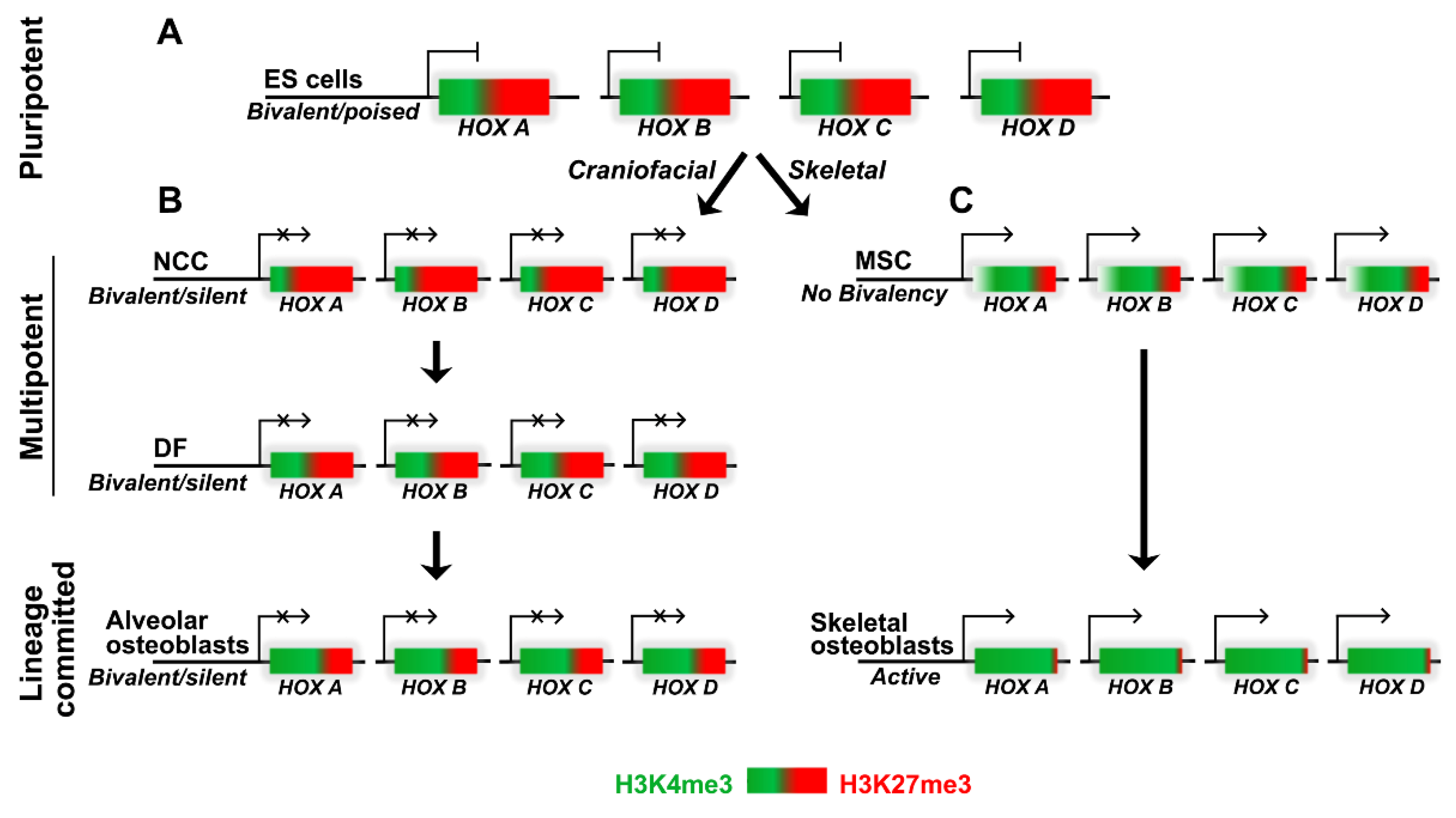 Genes 14 00198 g007 Genes 14 00198 g007