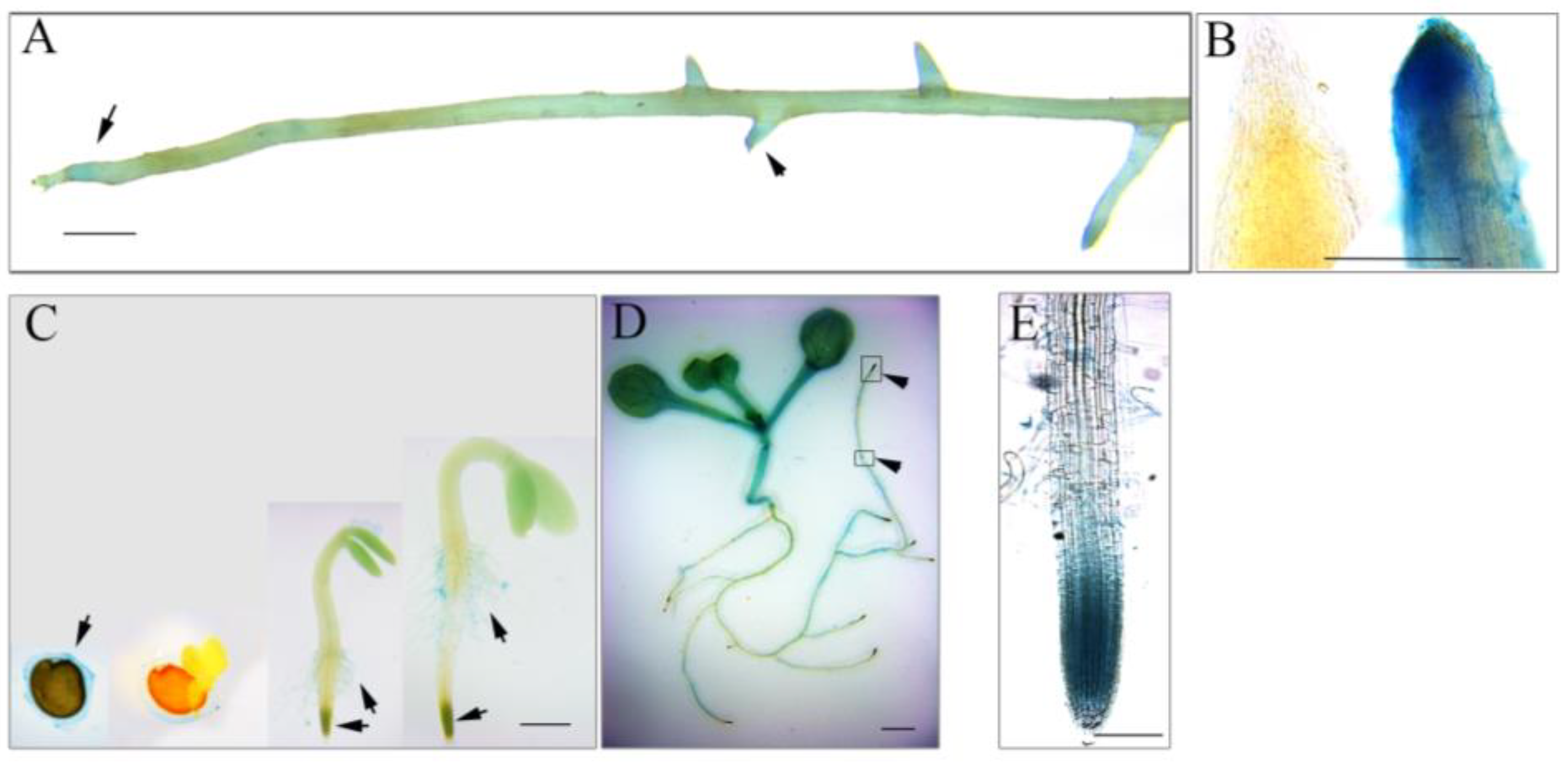 Genes 14 00209 g002 Genes 14 00209 g002