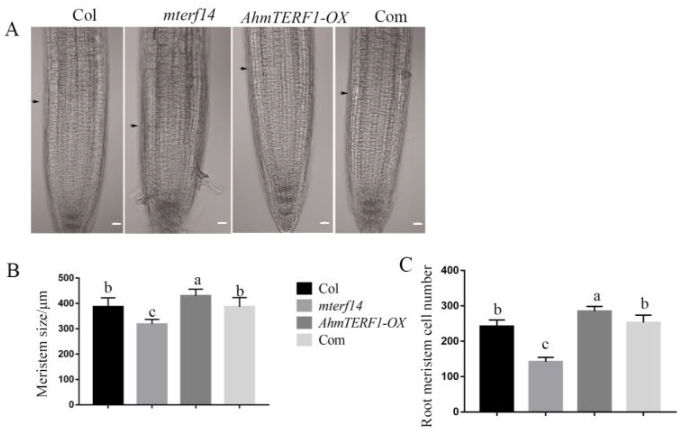 Genes 14 00209 g005 Genes 14 00209 g005
