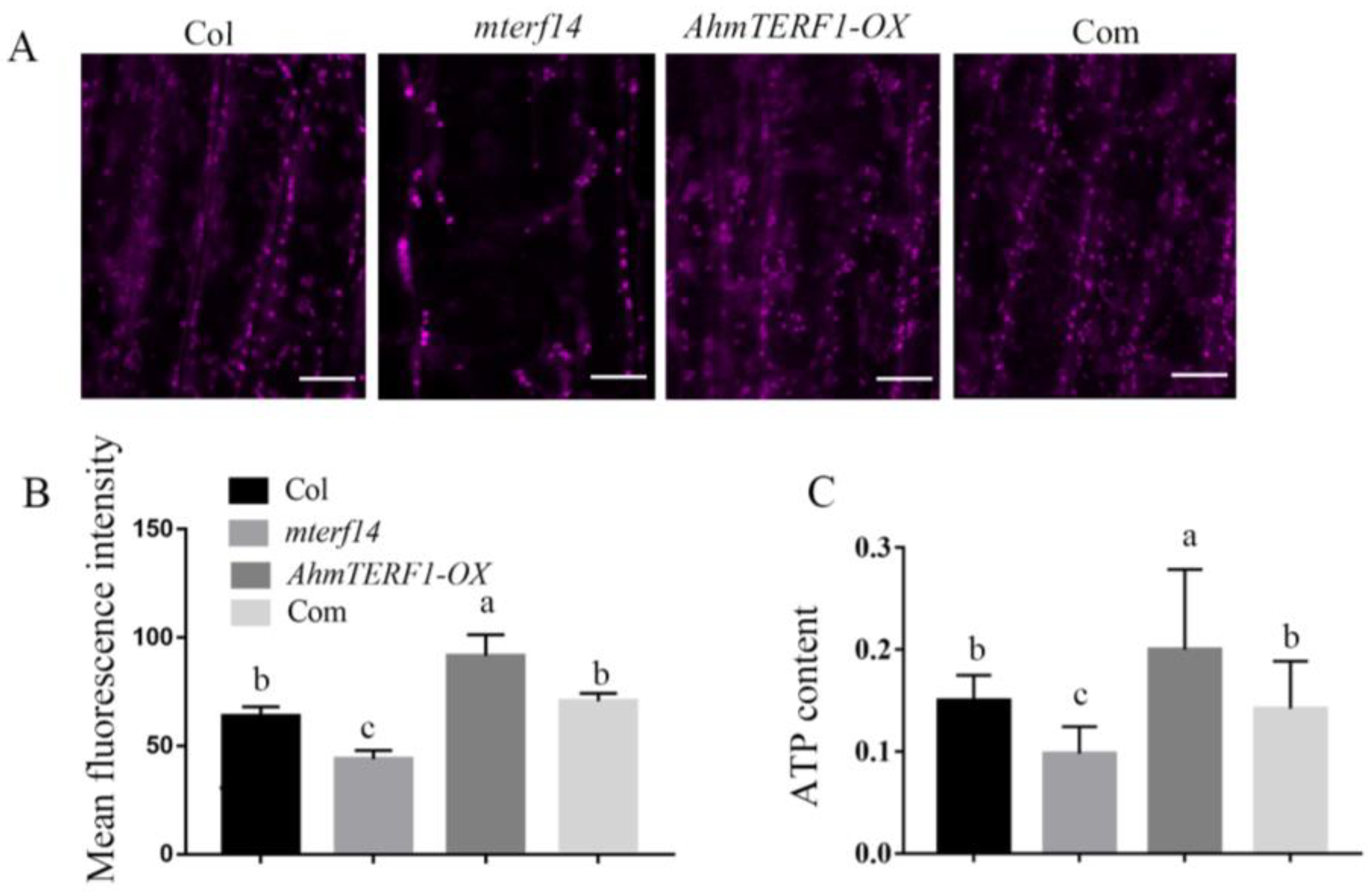 Genes 14 00209 g006 Genes 14 00209 g006