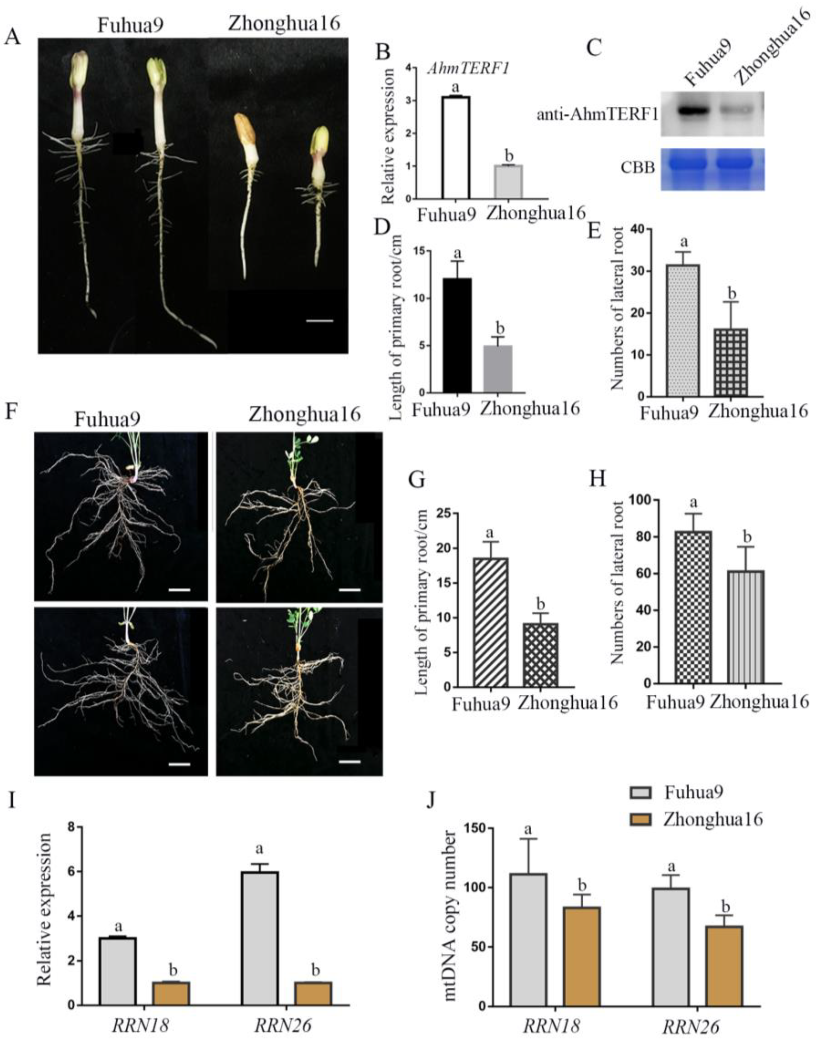 Genes 14 00209 g008 Genes 14 00209 g008