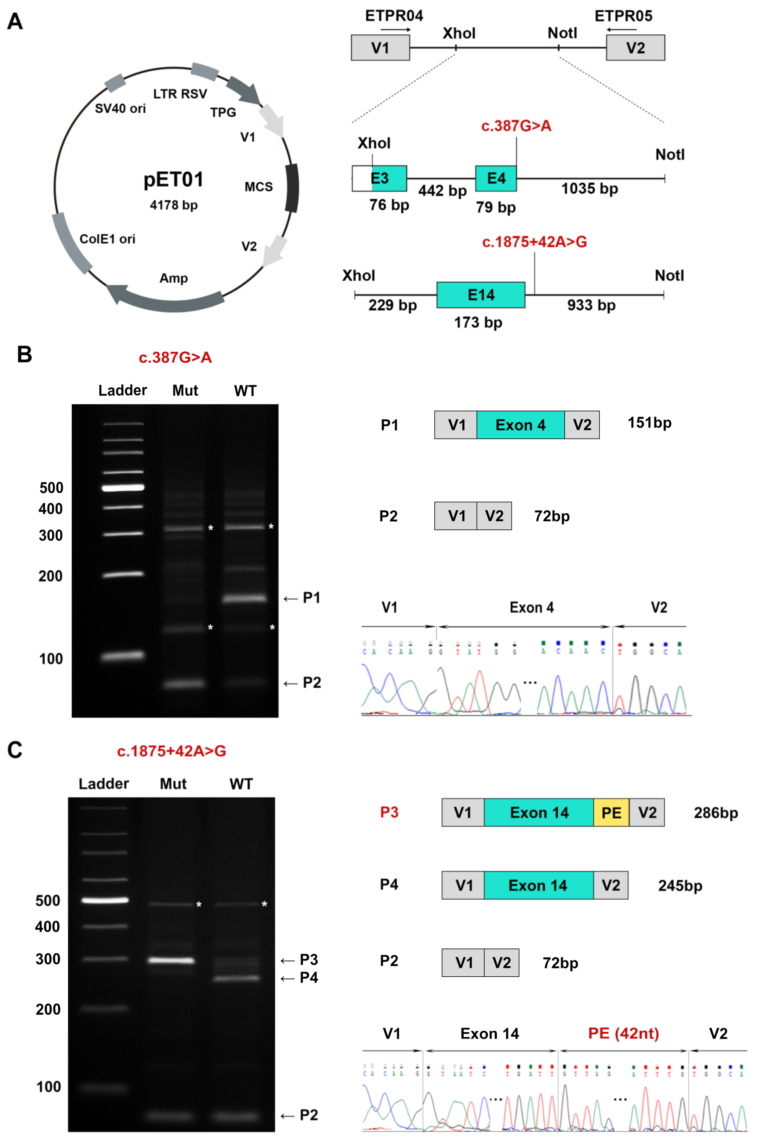 Genes 14 00212 g001 Genes 14 00212 g001