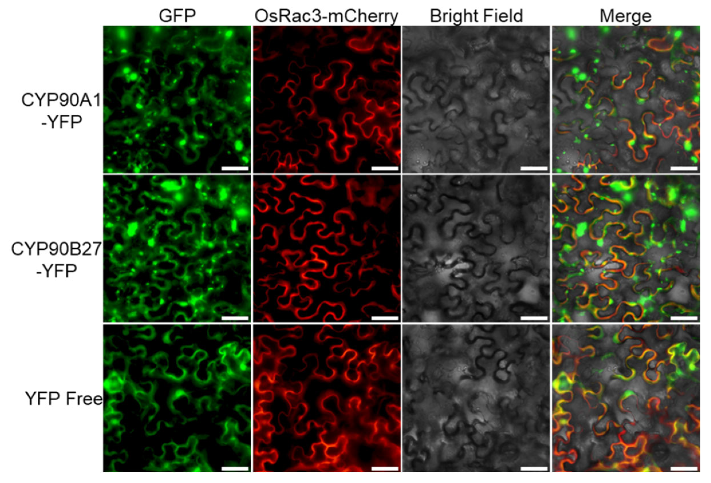 Genes 14 00219 g005 Genes 14 00219 g005