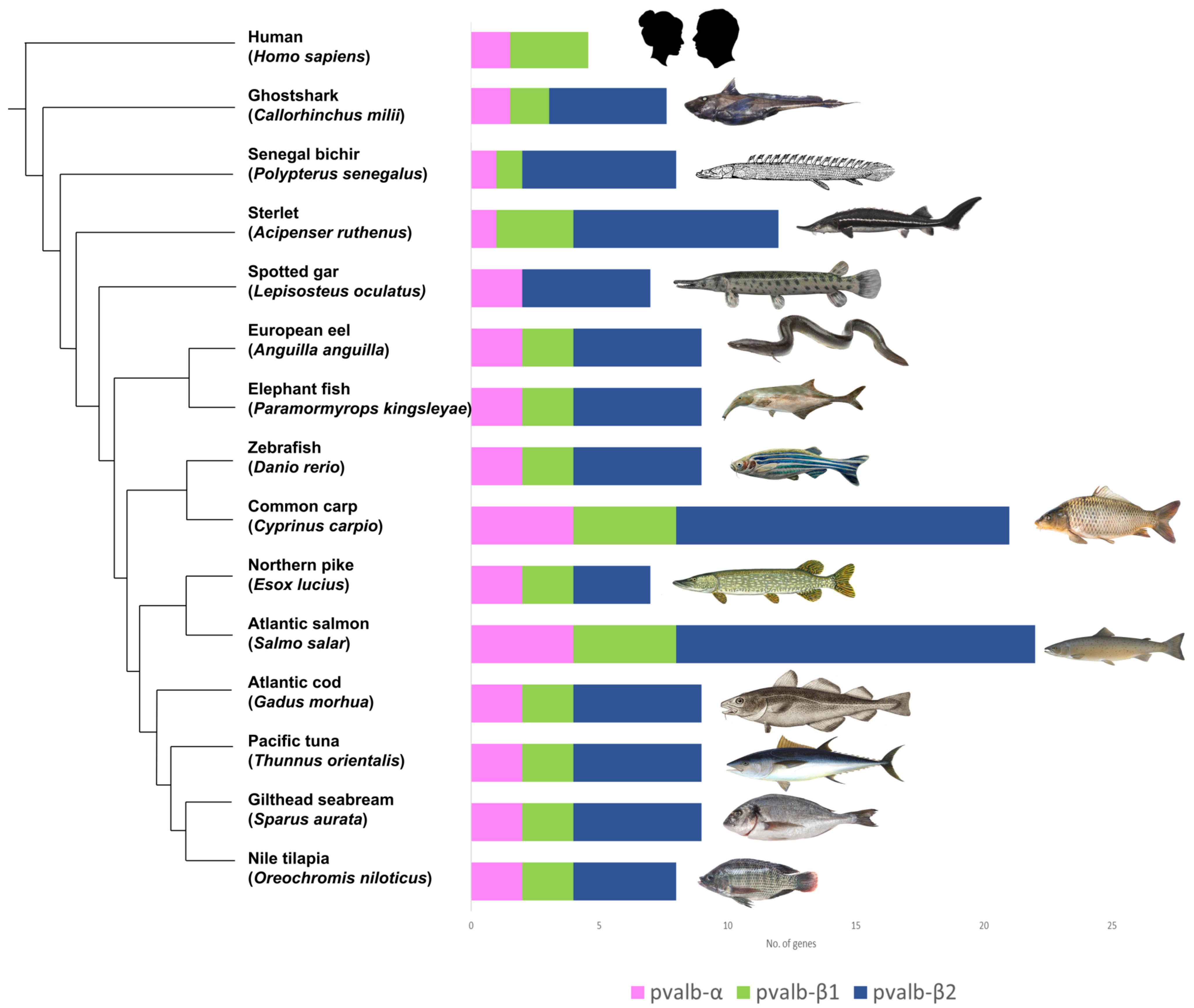 Genes Free FullText Parvalbumin A Major Fish Allergen and a