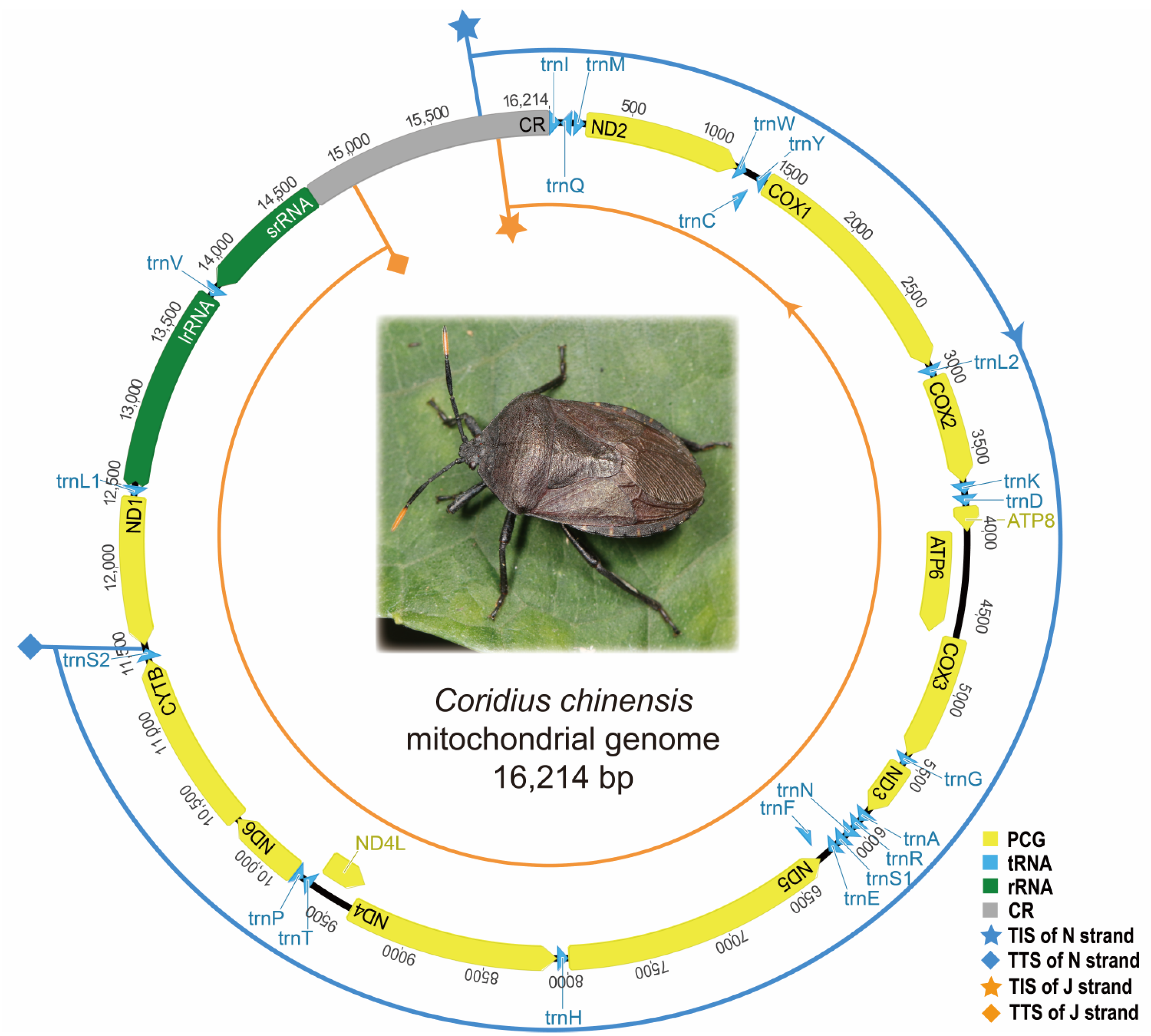 Genes 14 00225 g003 Genes 14 00225 g003