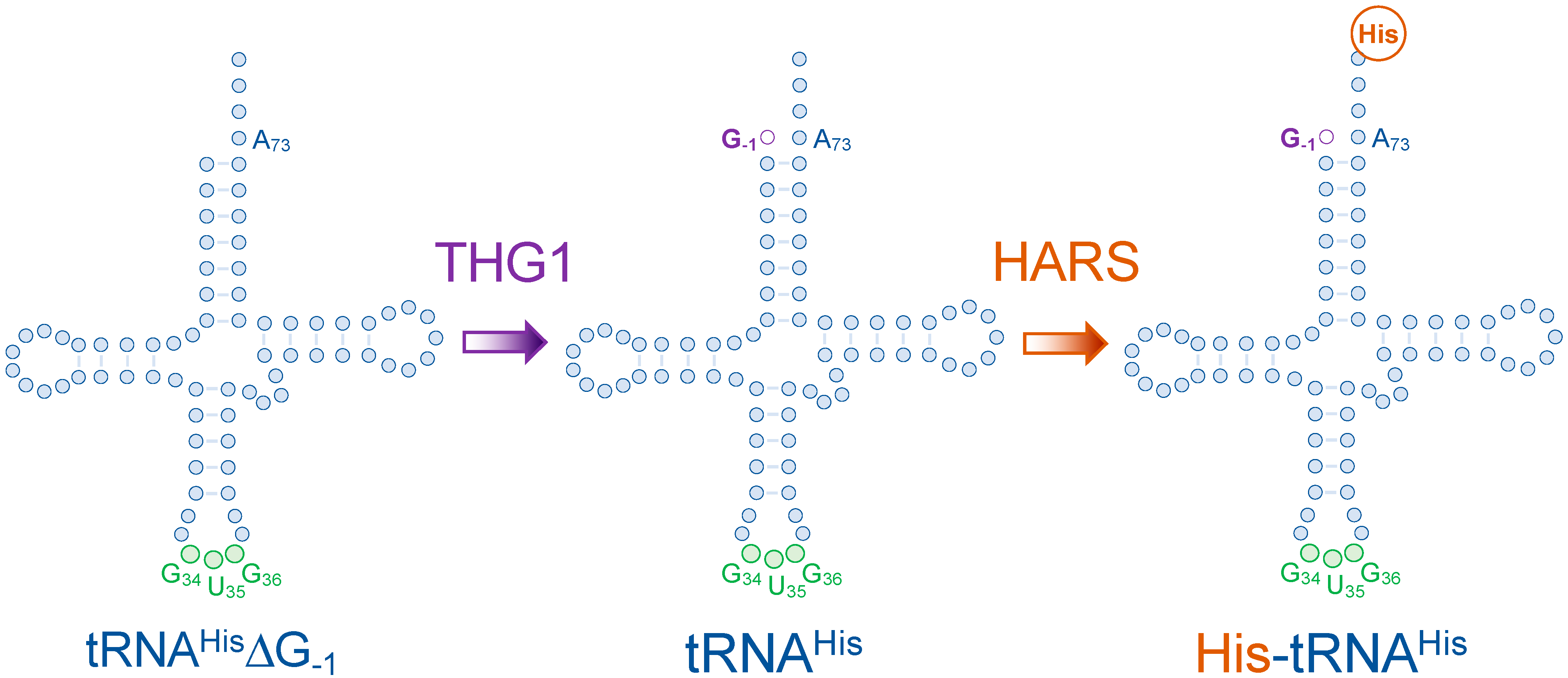 Genes 14 00254 g003 Genes 14 00254 g003
