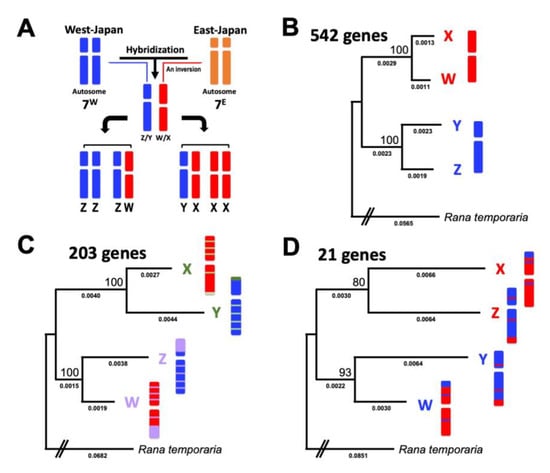 Genes | Free Full-Text | Parallel Evolution of Sex-Linked Genes 