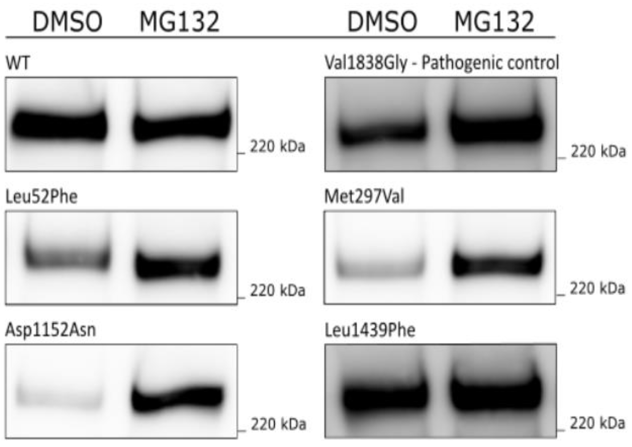 Genes 14 00262 g004 Genes 14 00262 g004