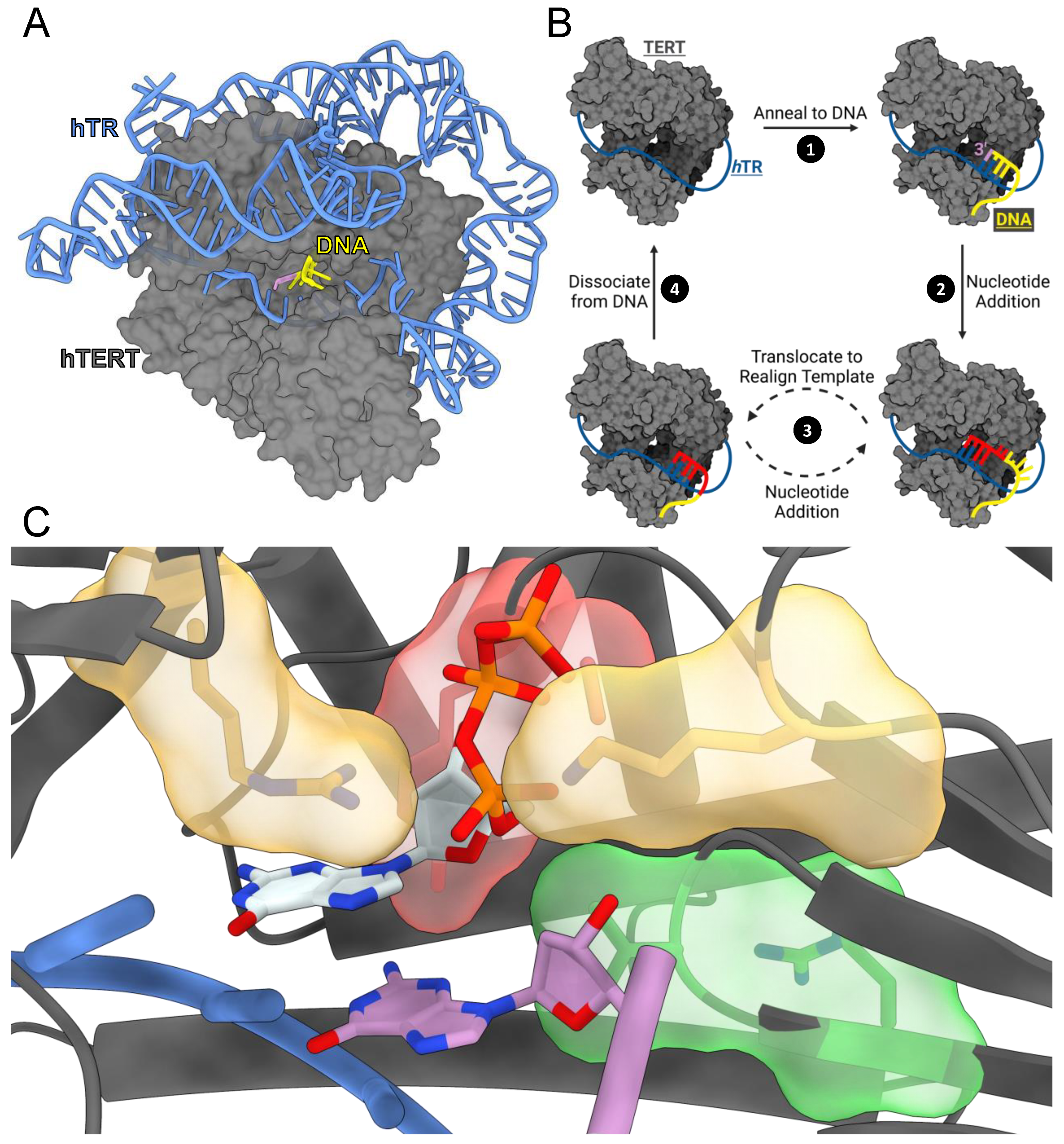 Genes 14 00281 g001 Genes 14 00281 g001