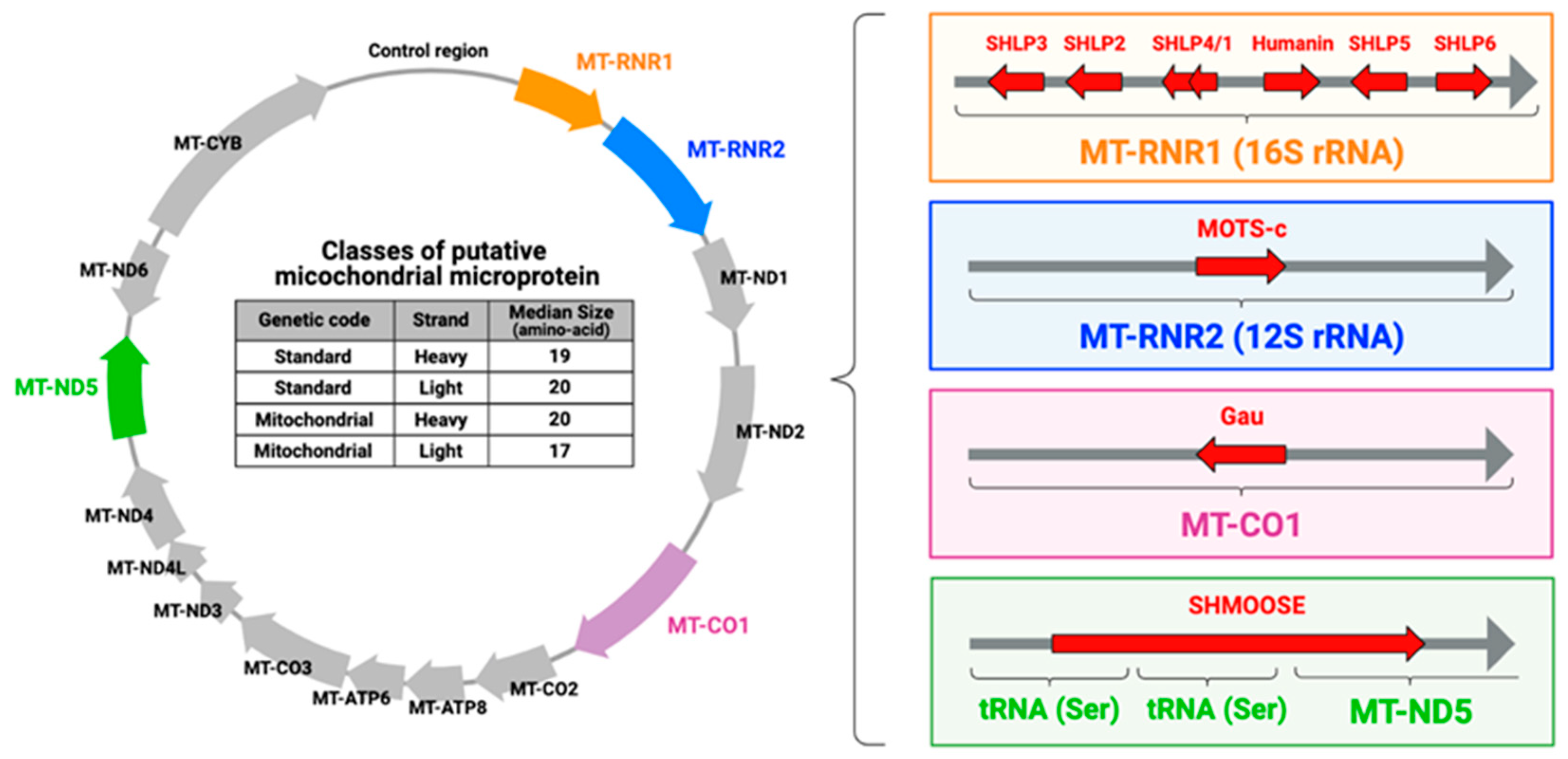 Novel Insights into Mitochondrial DNA: Mitochondrial