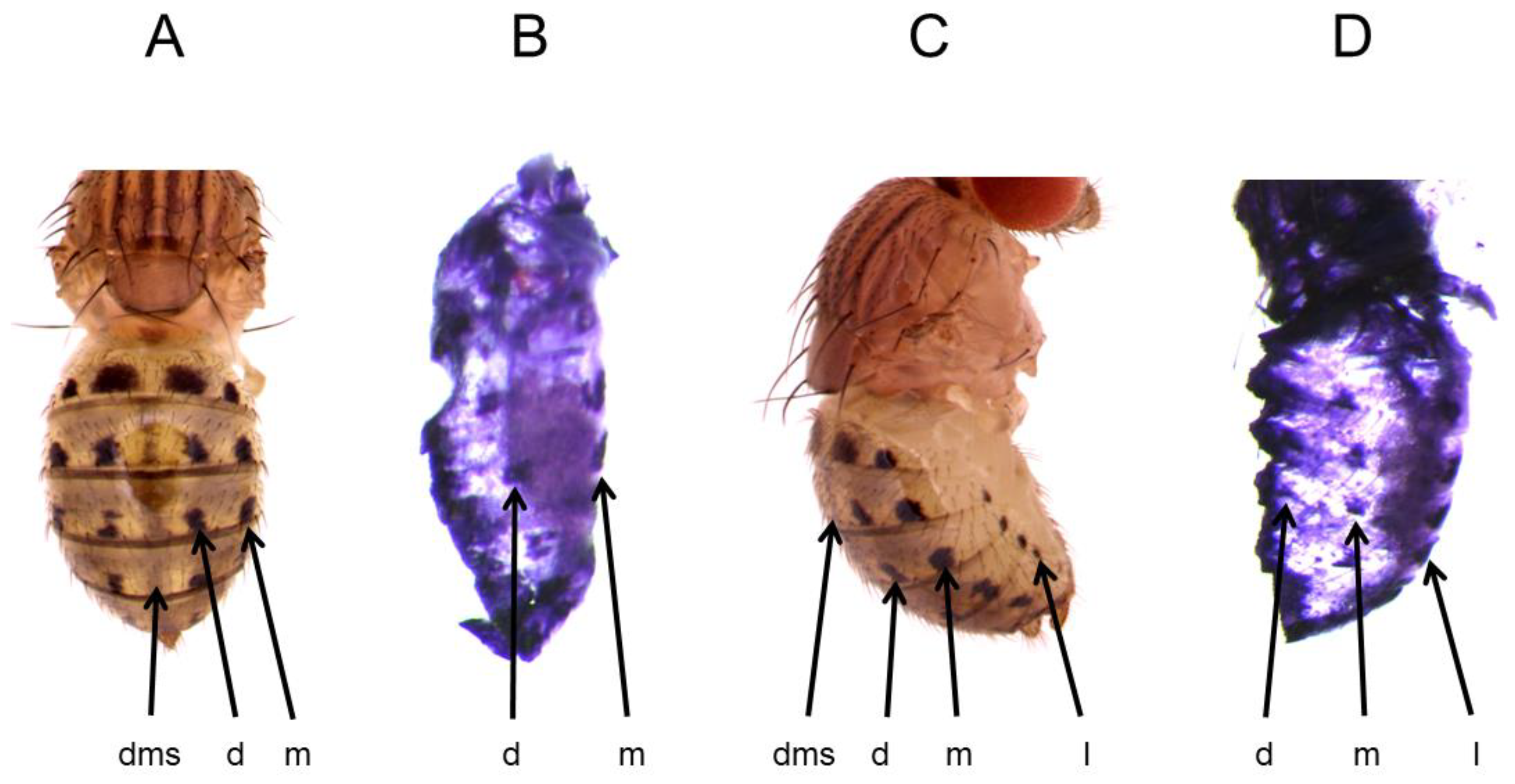 Genes 14 00304 g001 Genes 14 00304 g001