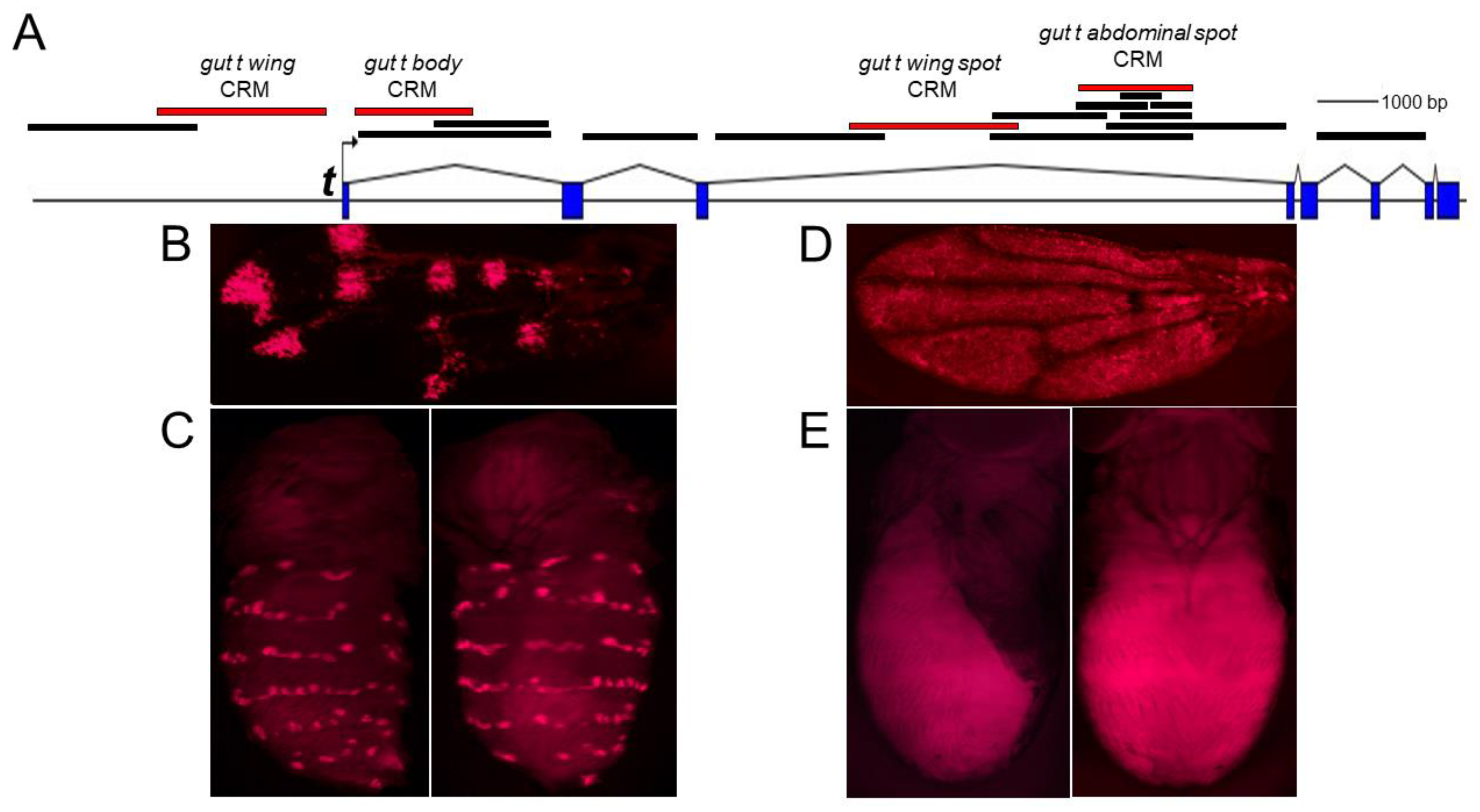 Genes 14 00304 g002 Genes 14 00304 g002