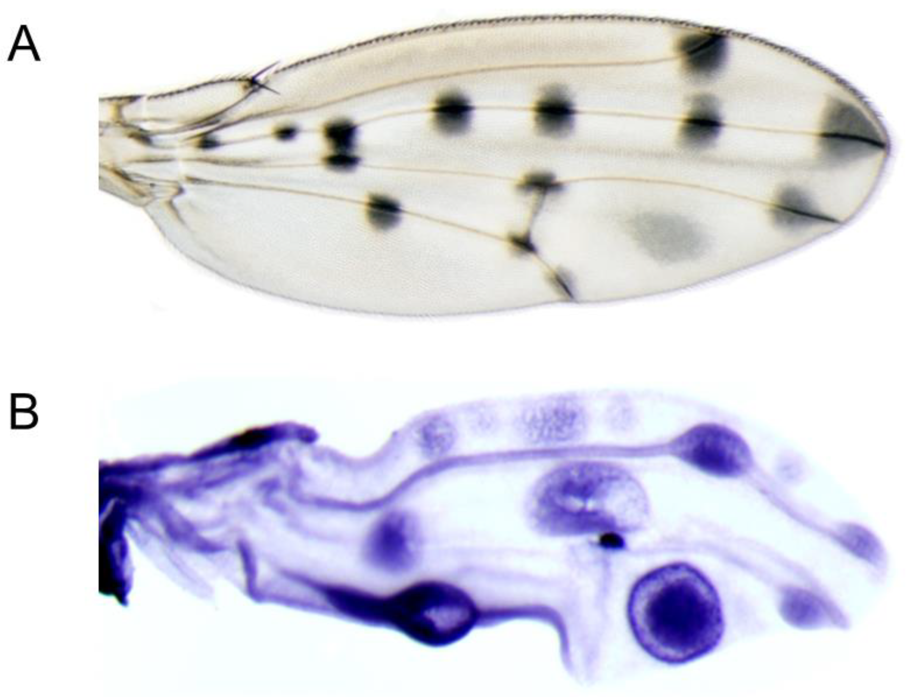 Genes 14 00304 g004 Genes 14 00304 g004