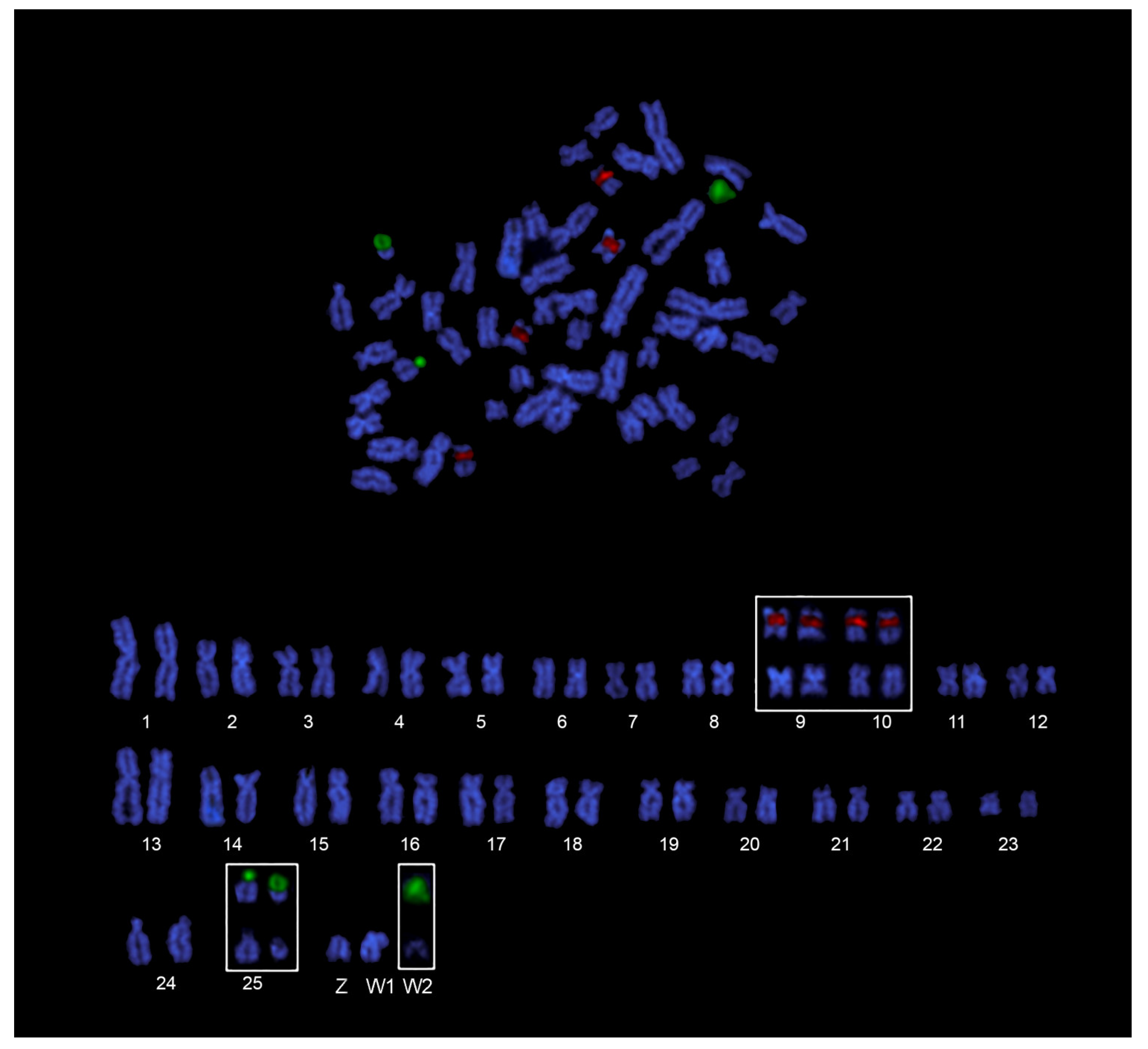 Genes 14 00306 g004 Genes 14 00306 g004