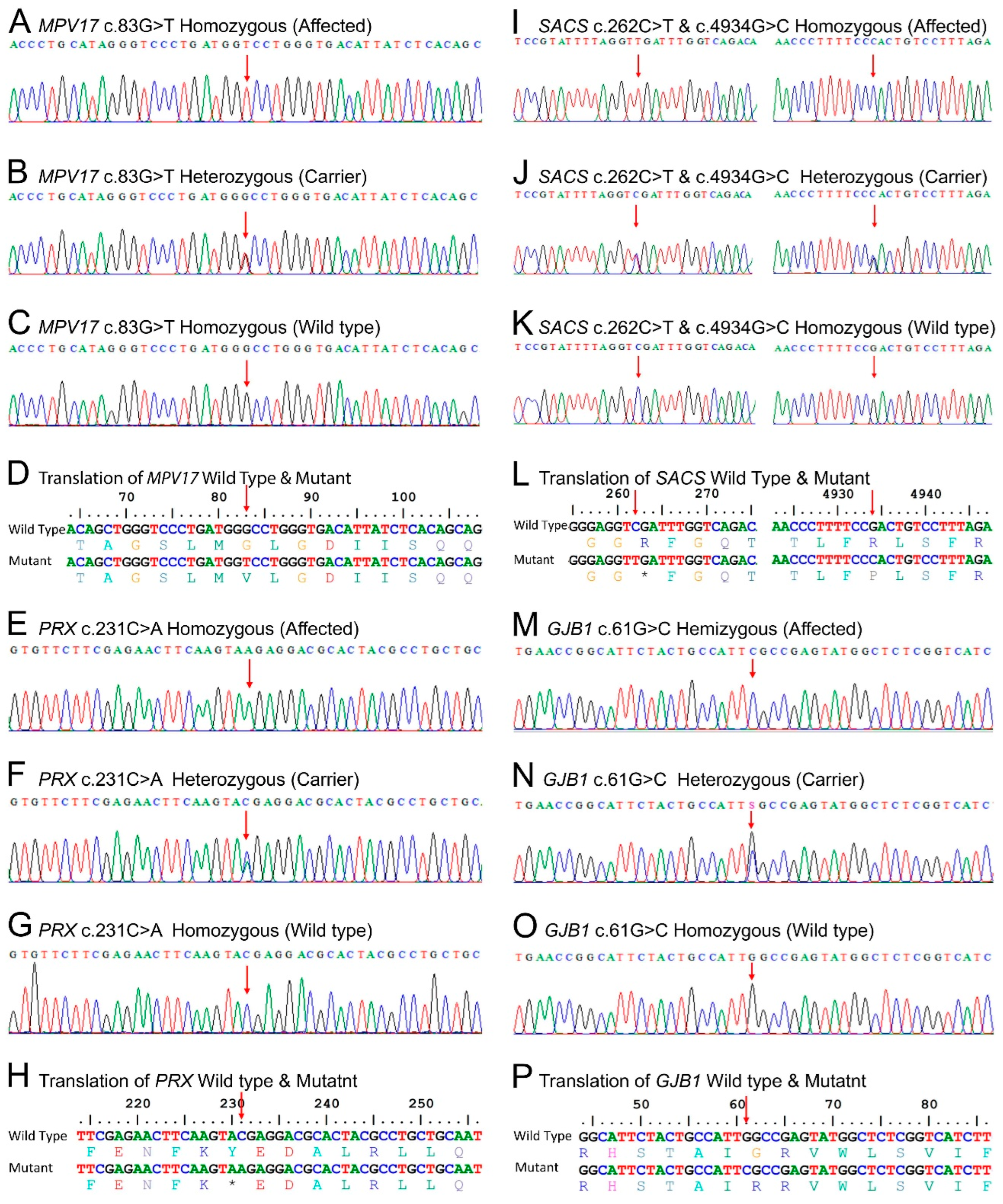 Genes 14 00328 g003 Genes 14 00328 g003