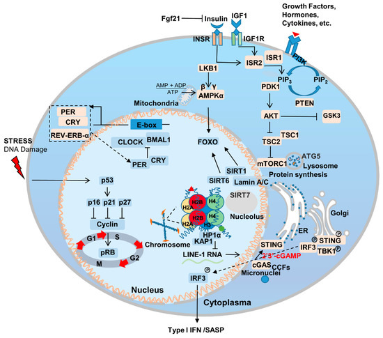 Genes, Free Full-Text