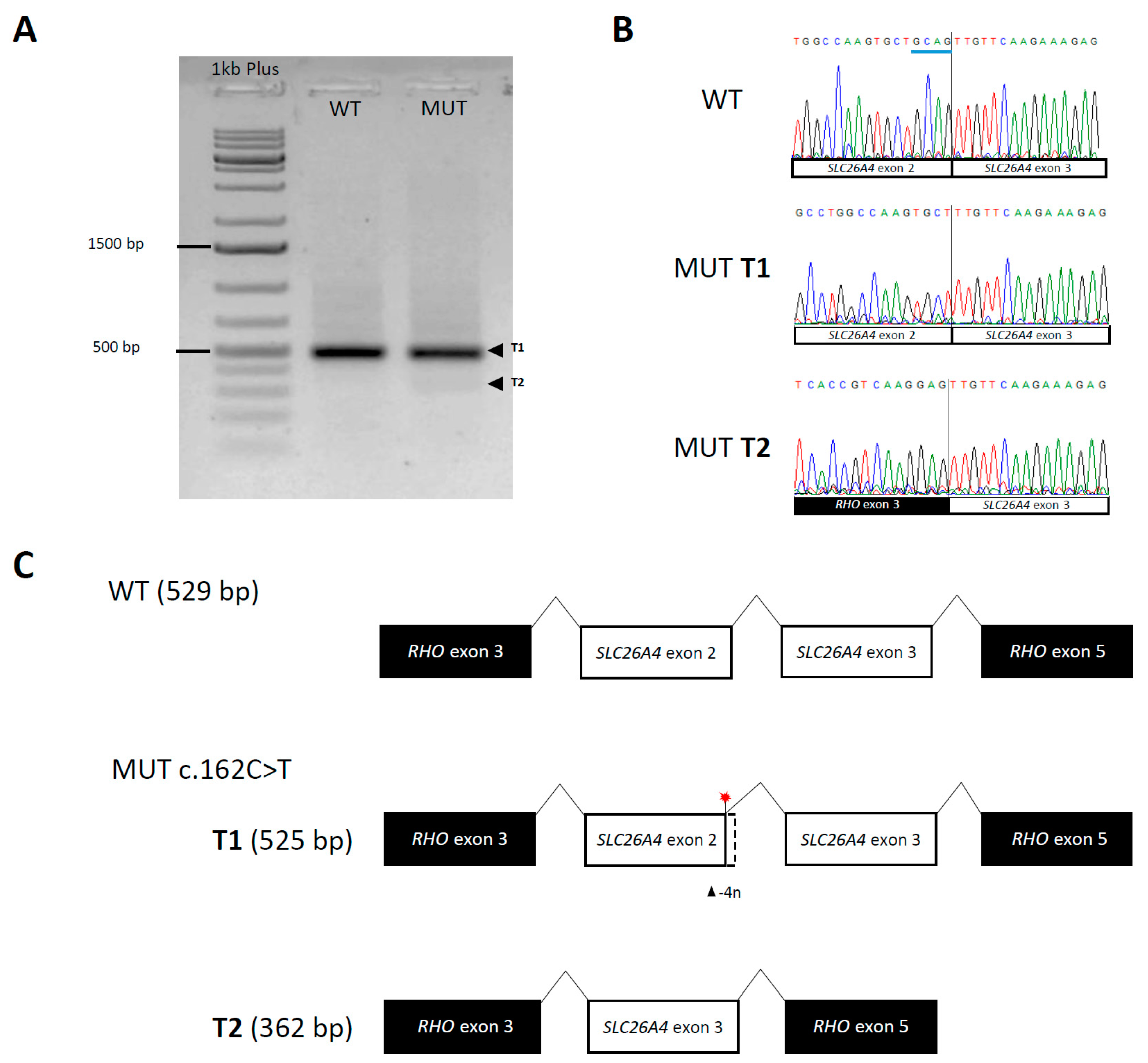 Genes 14 00335 g001 Genes 14 00335 g001